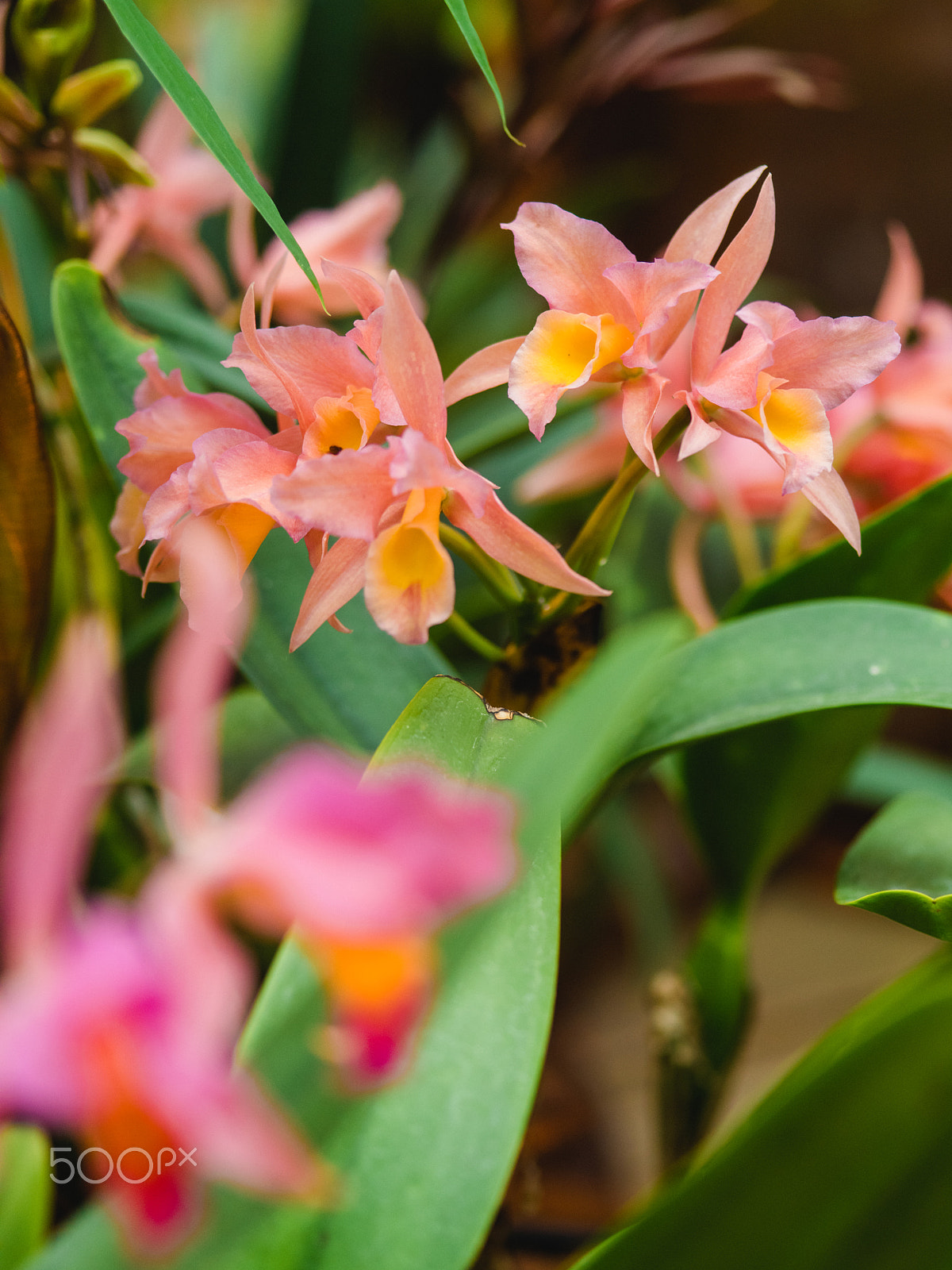 smc PENTAX-FA 645 Macro 120mm F4 sample photo. Wonderful orchid flowers photography