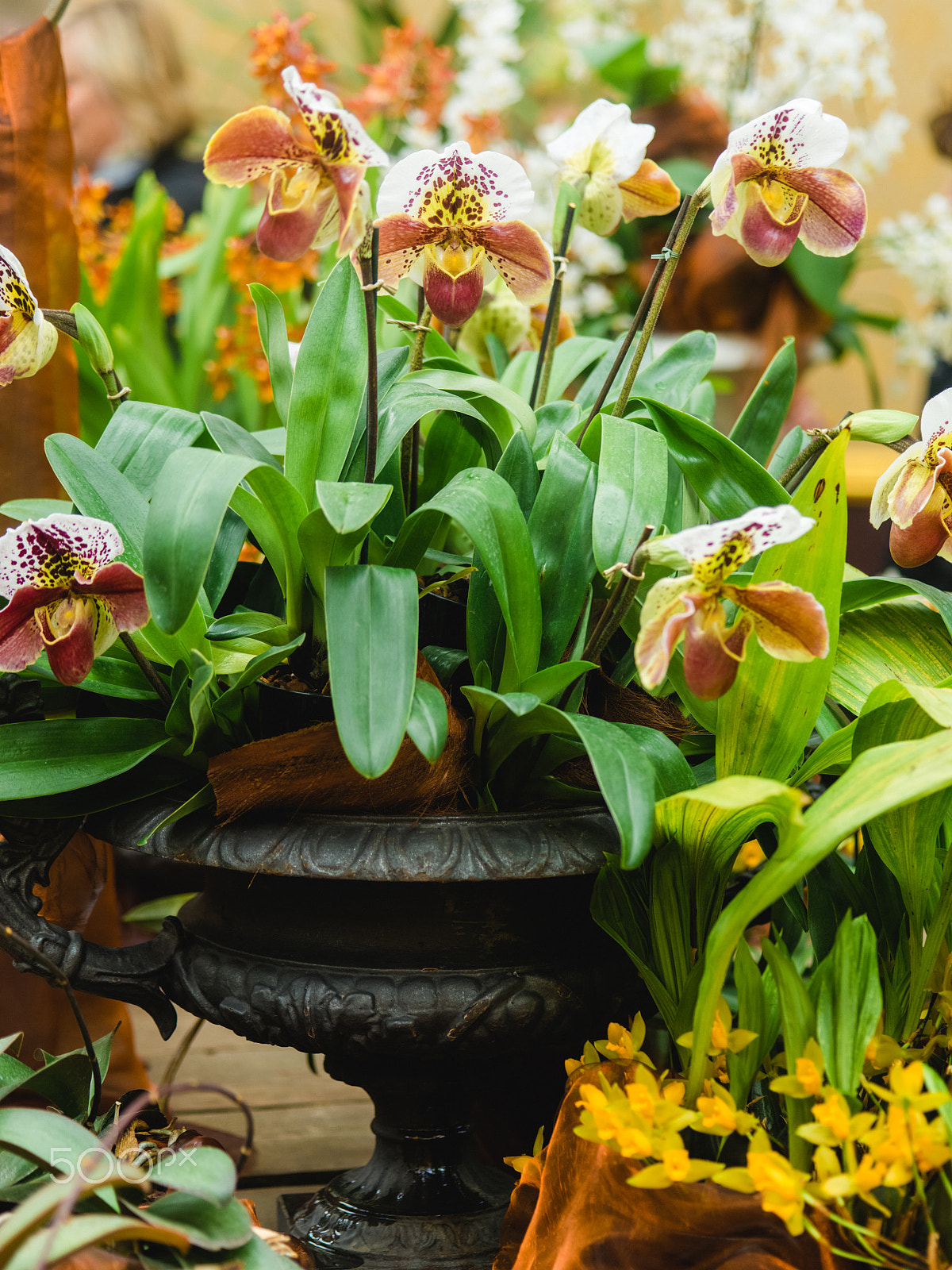 Pentax 645Z sample photo. Wonderful orchid flowers photography