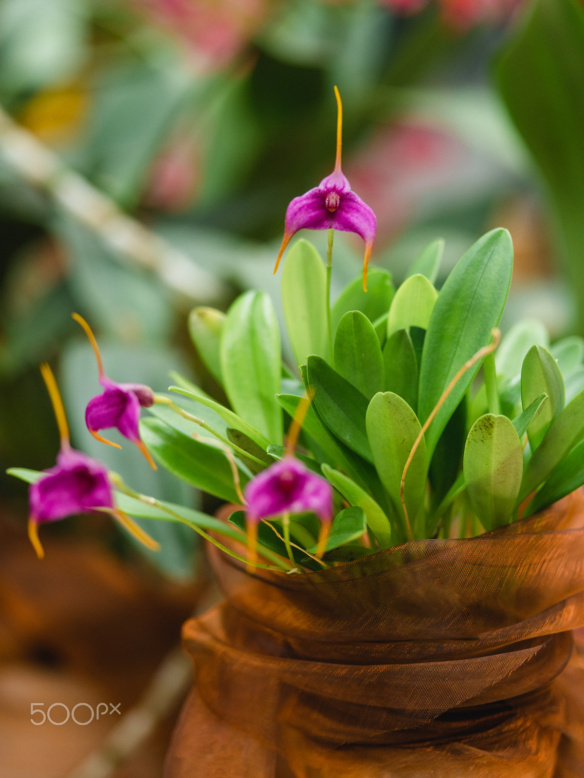 Pentax 645Z + smc PENTAX-FA 645 Macro 120mm F4 sample photo. Wonderful orchid flowers photography