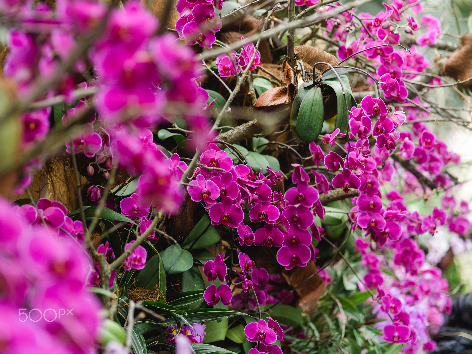 smc PENTAX-FA 645 Macro 120mm F4 sample photo. Wonderful orchid flowers photography