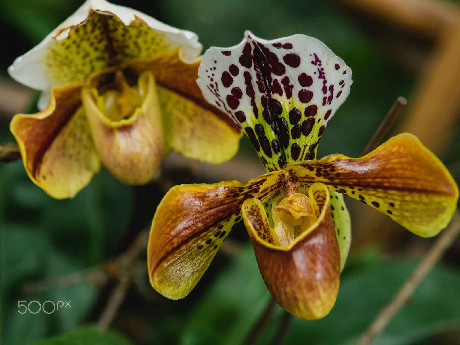 smc PENTAX-FA 645 Macro 120mm F4 sample photo. Wonderful orchid flowers photography