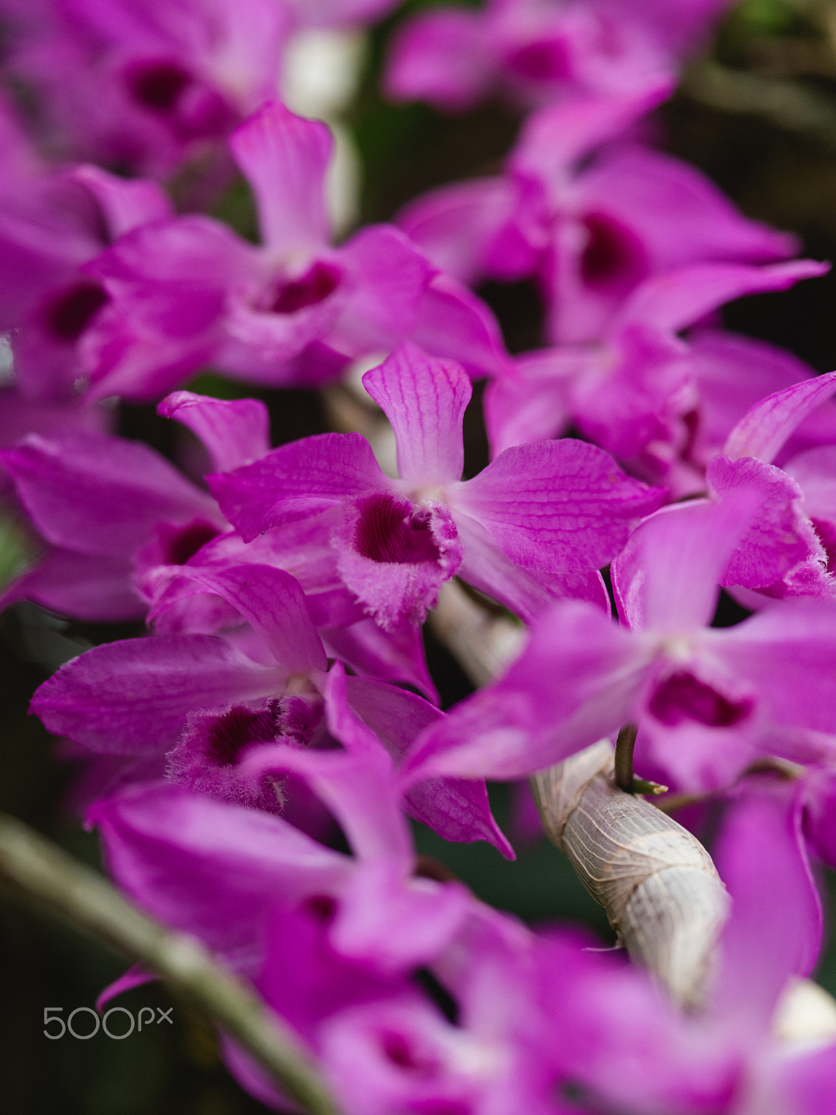 smc PENTAX-FA 645 Macro 120mm F4 sample photo. Wonderful orchid flowers photography