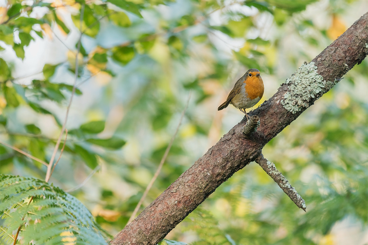 Nikon Nikkor AF-S 300mm F4E PF ED VR sample photo. European robin (erithacus rubecula) photography