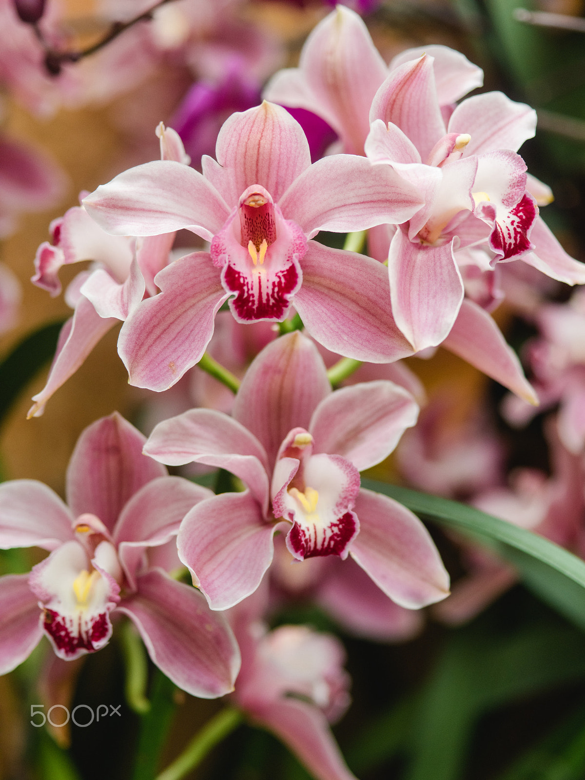 smc PENTAX-FA 645 Macro 120mm F4 sample photo. Wonderful orchid flowers photography