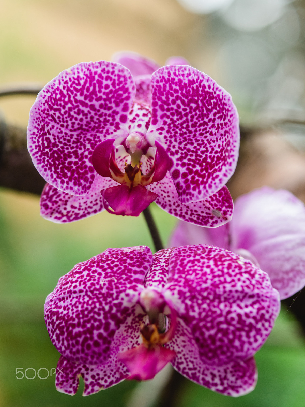 smc PENTAX-FA 645 Macro 120mm F4 sample photo. Wonderful orchid flowers photography