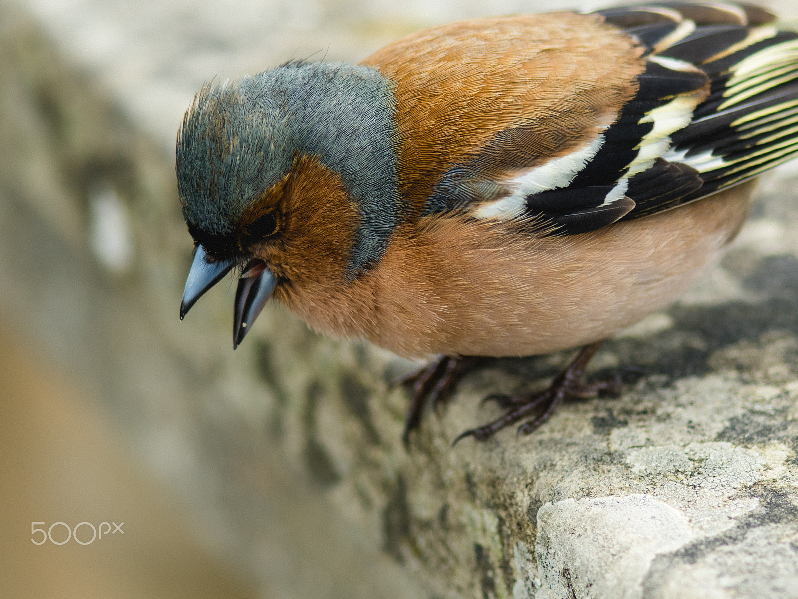 smc PENTAX-FA 645 Macro 120mm F4 sample photo. Tweeting bird photography