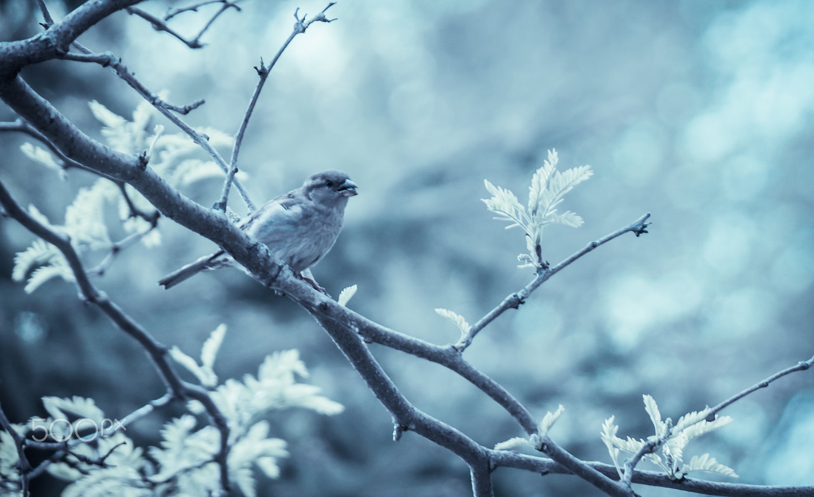 Samsung NX30 + Samsung NX 50-200mm F4-5.6 ED OIS sample photo. Bird and food! photography