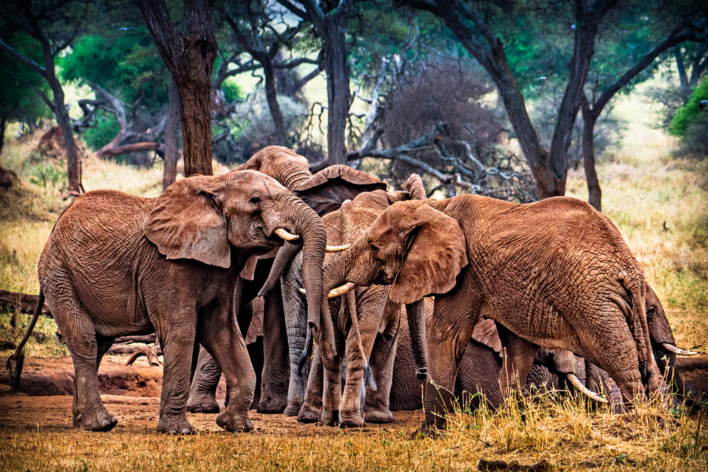 curiosidades de los elefantes