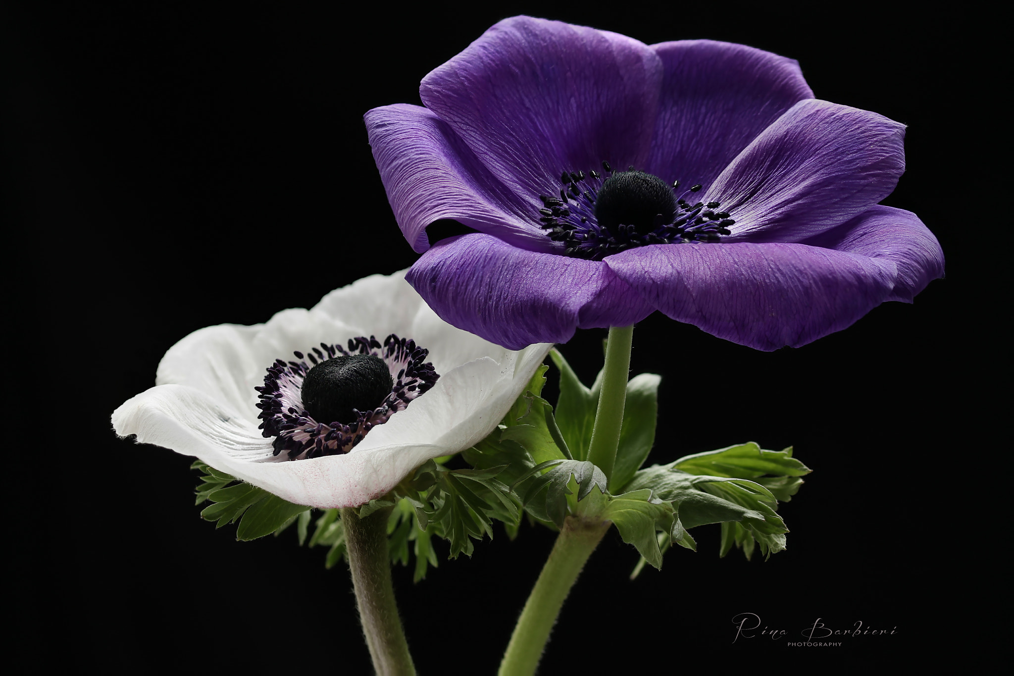 Sigma 105mm F2.8 EX DG OS HSM sample photo. Me & you photography