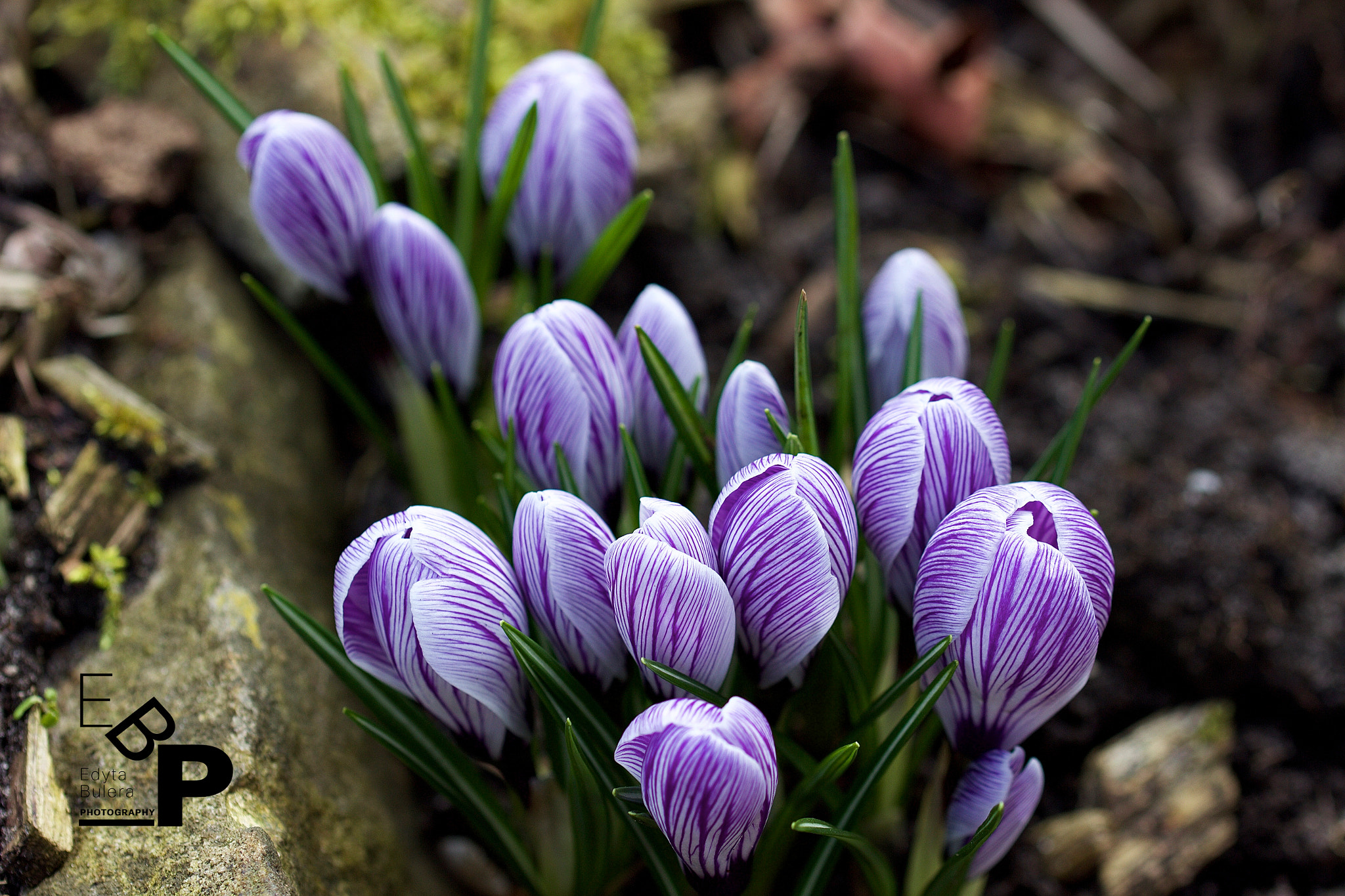 Canon EF 100mm F2.8L Macro IS USM sample photo. Macro by edyta. photography