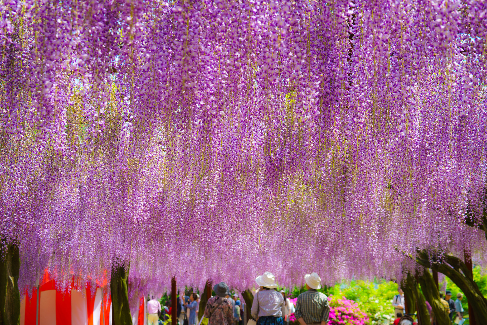 Sony FE 70-300mm F4.5-5.6 G OSS sample photo. Purple rain photography