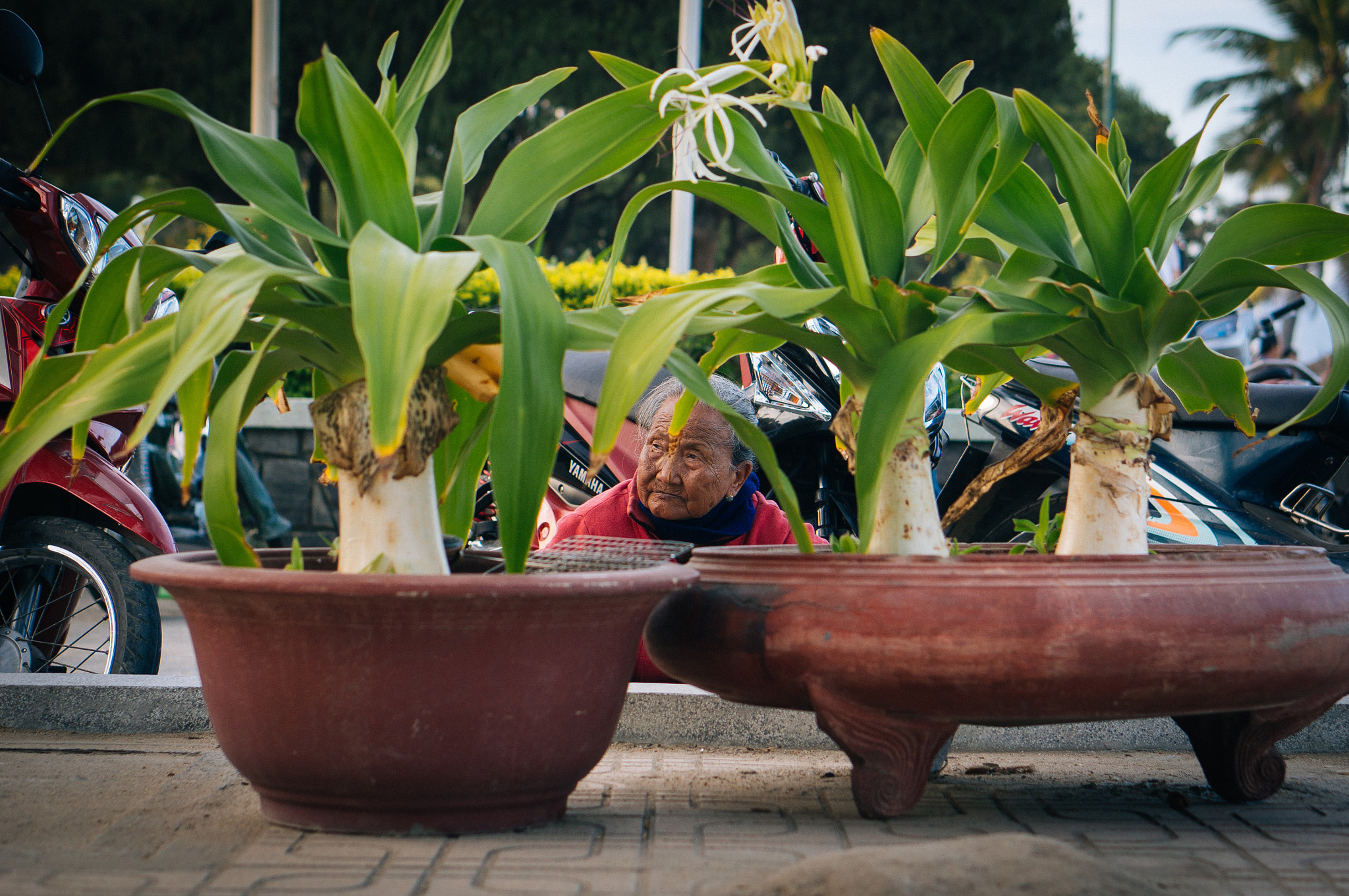 Sony Alpha NEX-5R + E 50mm F1.8 OSS sample photo. Mini jungle.jpg photography