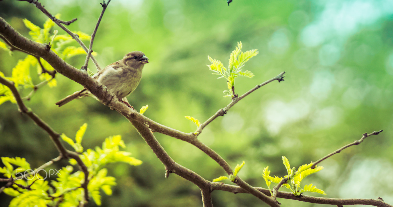 Samsung NX30 + Samsung NX 50-200mm F4-5.6 ED OIS sample photo. Bird and food !! photography
