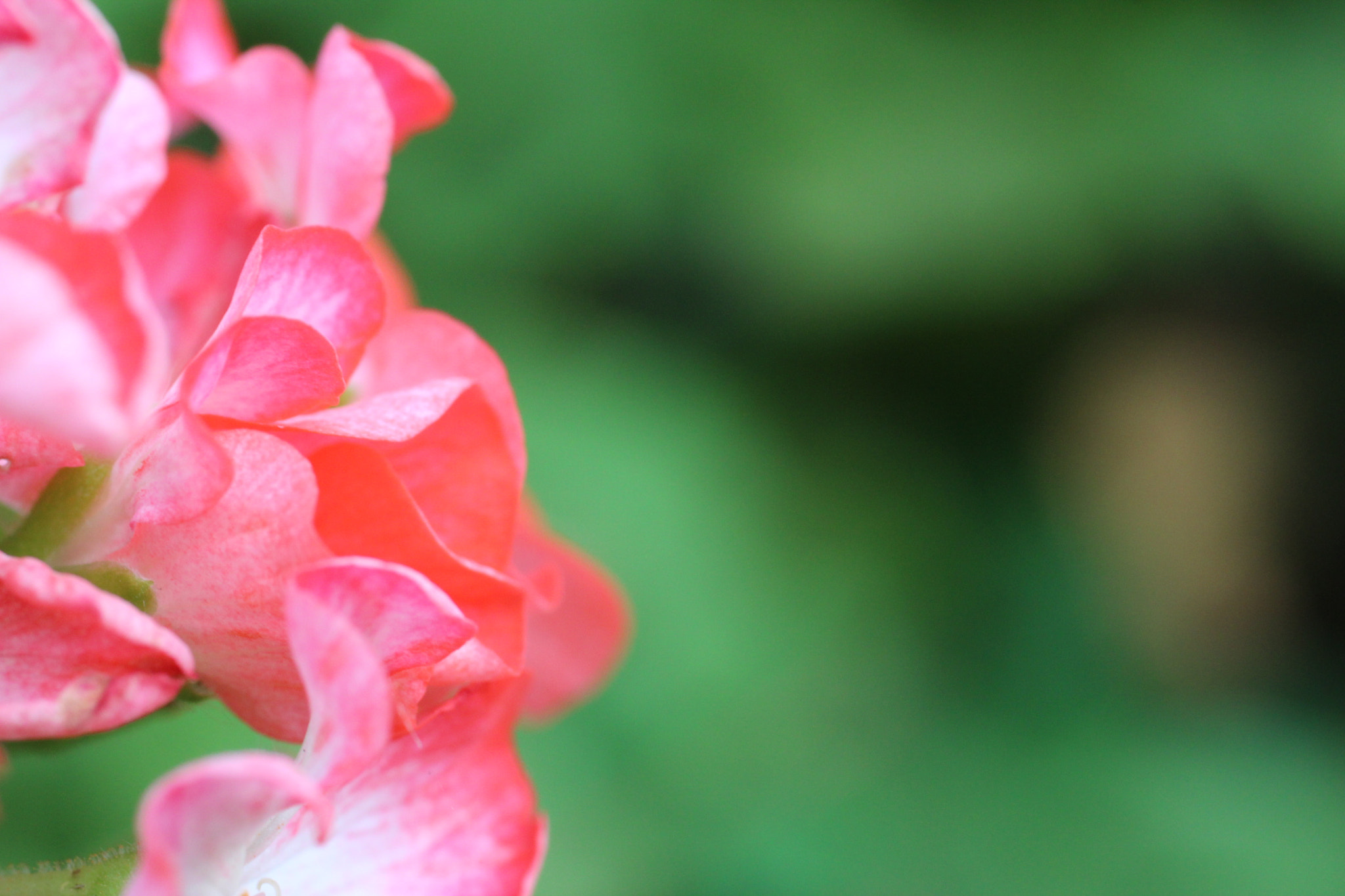 Canon EF 50mm F2.5 Macro sample photo. Tomando sol photography
