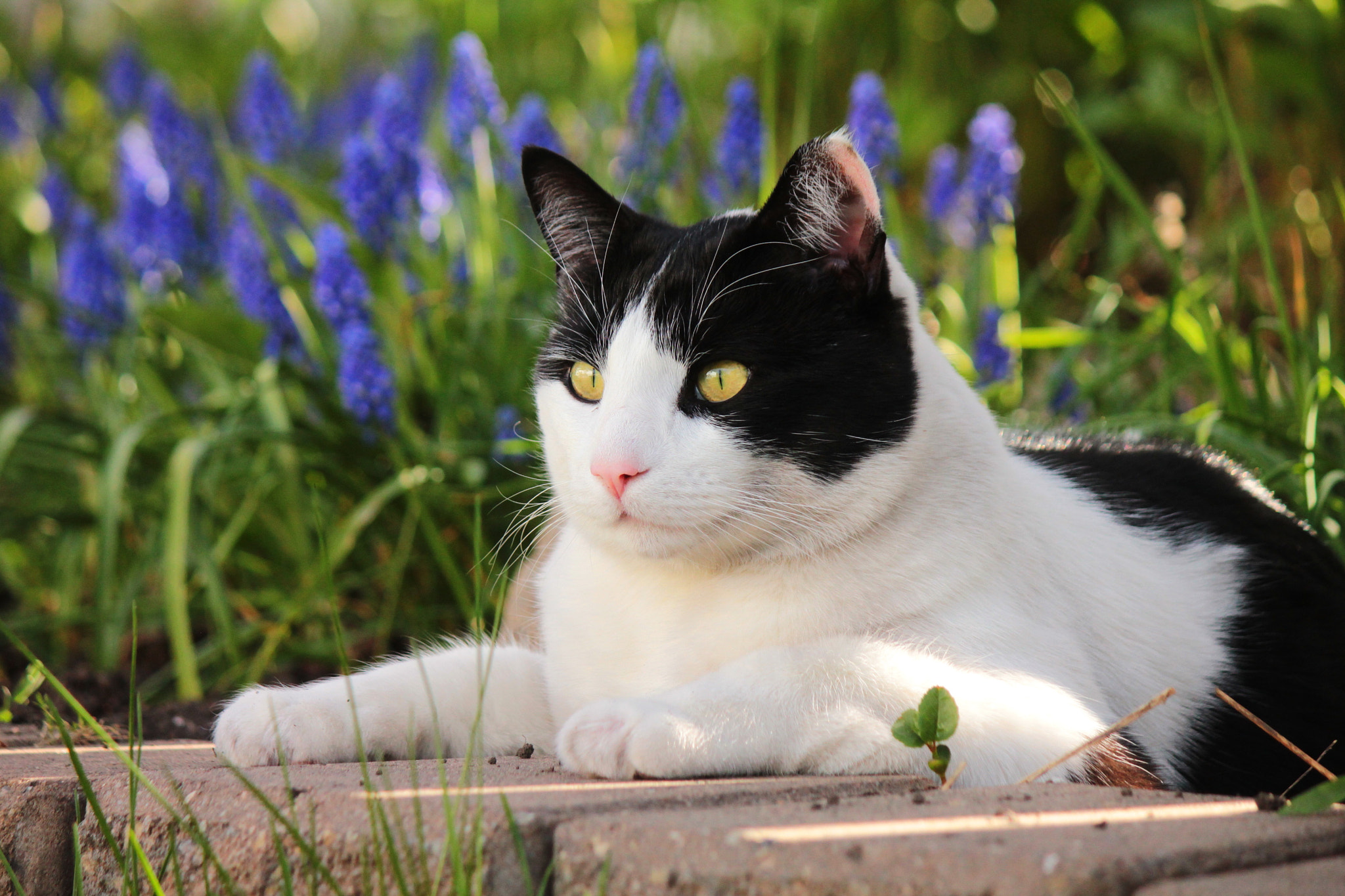 Canon EF-S 55-250mm F4-5.6 IS II sample photo. In the purrfect spot photography