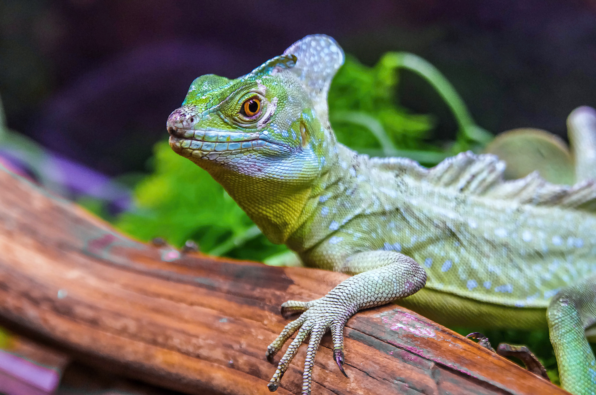 Tamron AF 28-75mm F2.8 XR Di LD Aspherical (IF) sample photo. Plumed basilisk photography