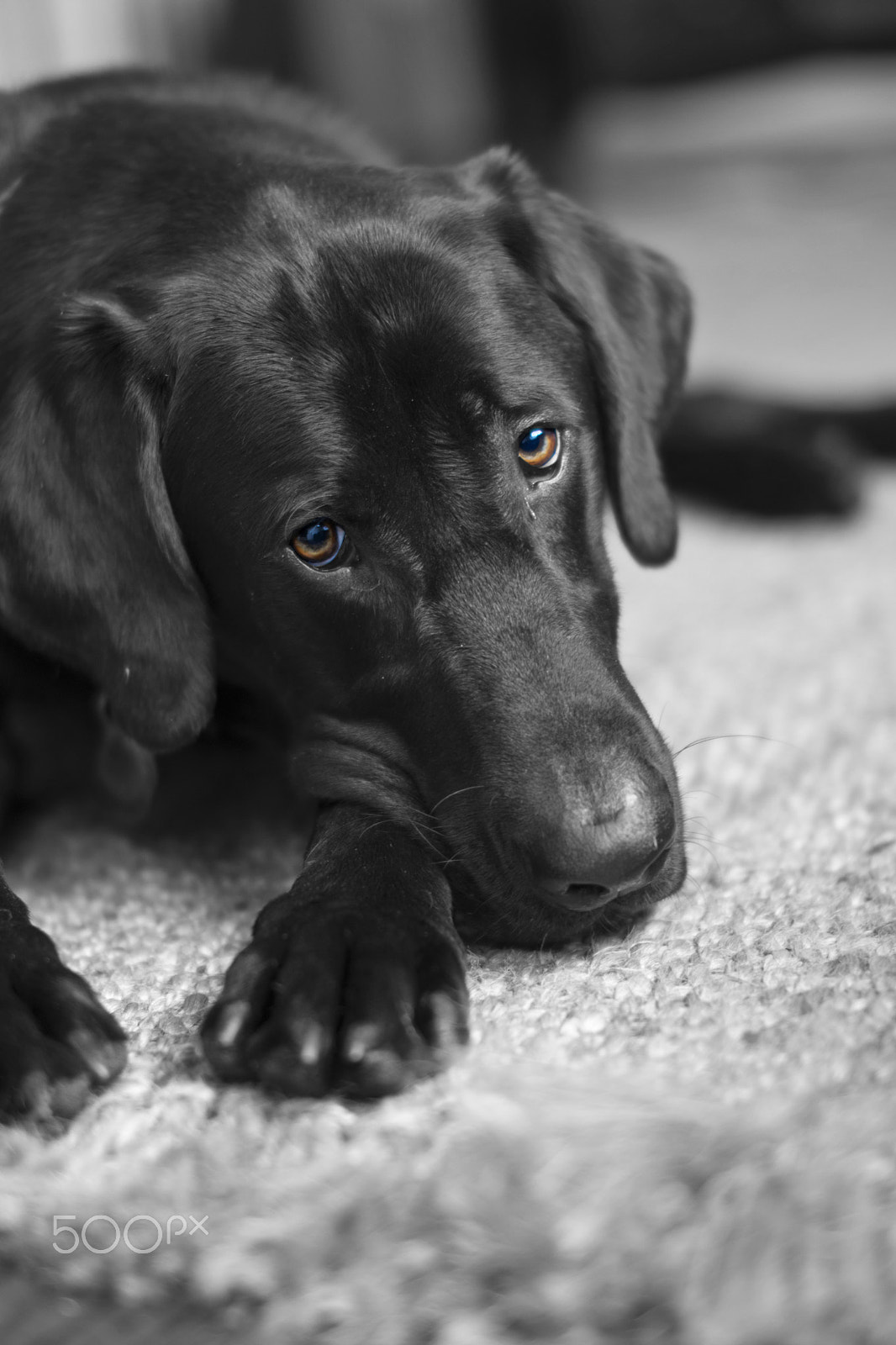 Nikon D3300 + Sigma 50mm F1.4 EX DG HSM sample photo. Puppy dog eyes, take 1 photography