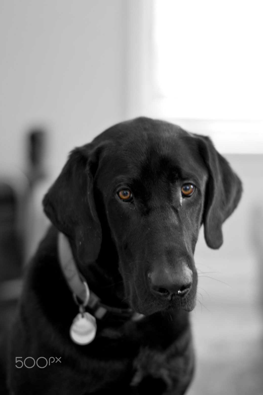 Nikon D3300 + Sigma 50mm F1.4 EX DG HSM sample photo. Puppy dog eyes, take 2 photography