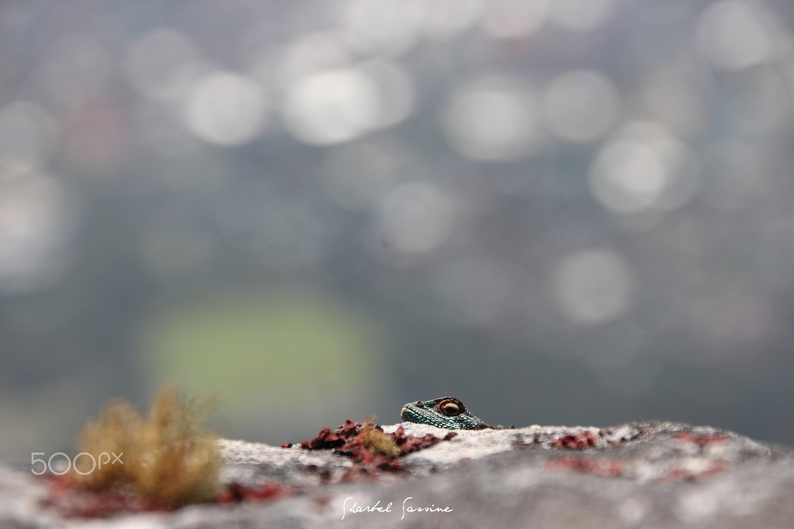 Sigma 18-250mm F3.5-6.3 DC OS HSM sample photo. Peekaboo i see you photography