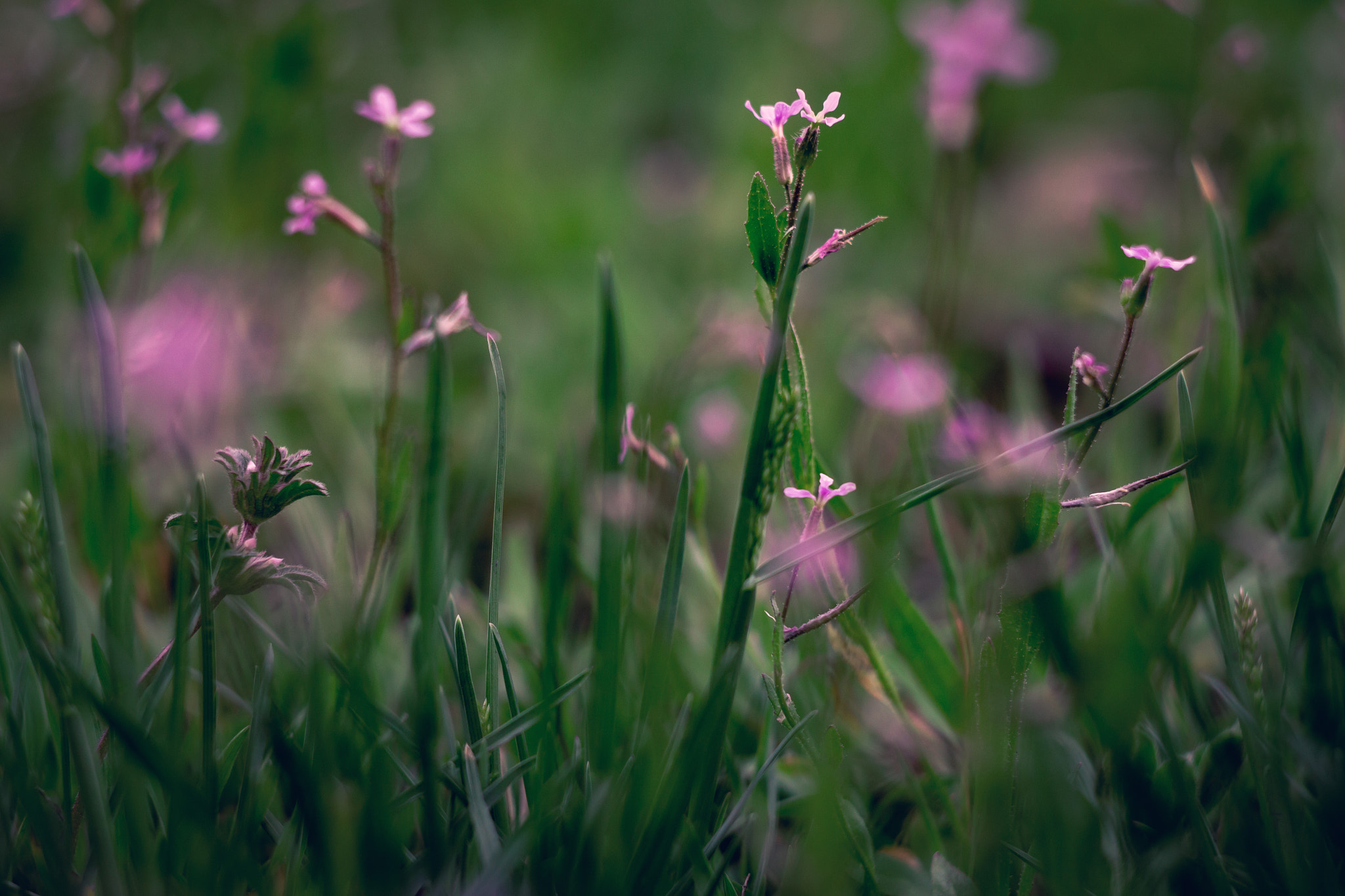 Canon EF 35-80mm f/4-5.6 sample photo. As smart object photography