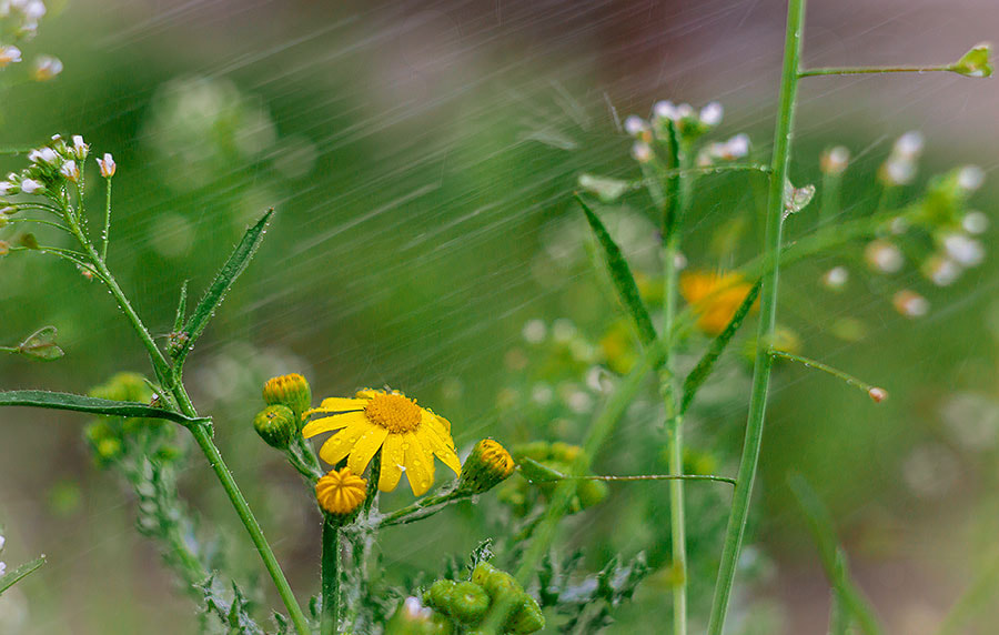 Canon EF 35-80mm f/4-5.6 sample photo. As smart object photography