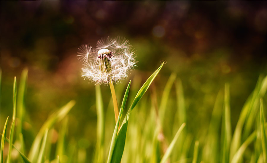 Canon EF 35-80mm f/4-5.6 sample photo. рх photography