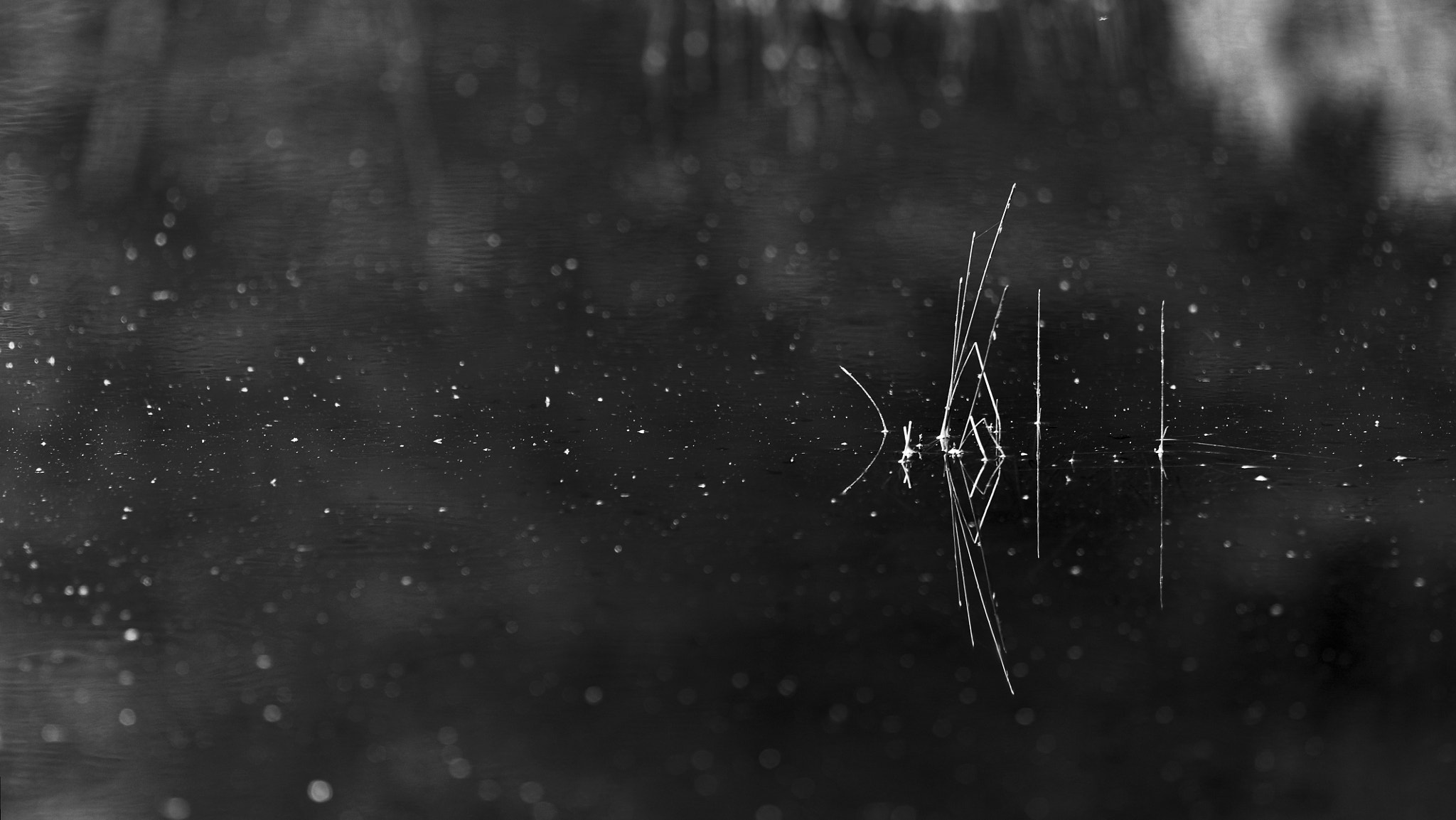 Sigma 150mm F2.8 EX DG Macro HSM sample photo. Reflection photography