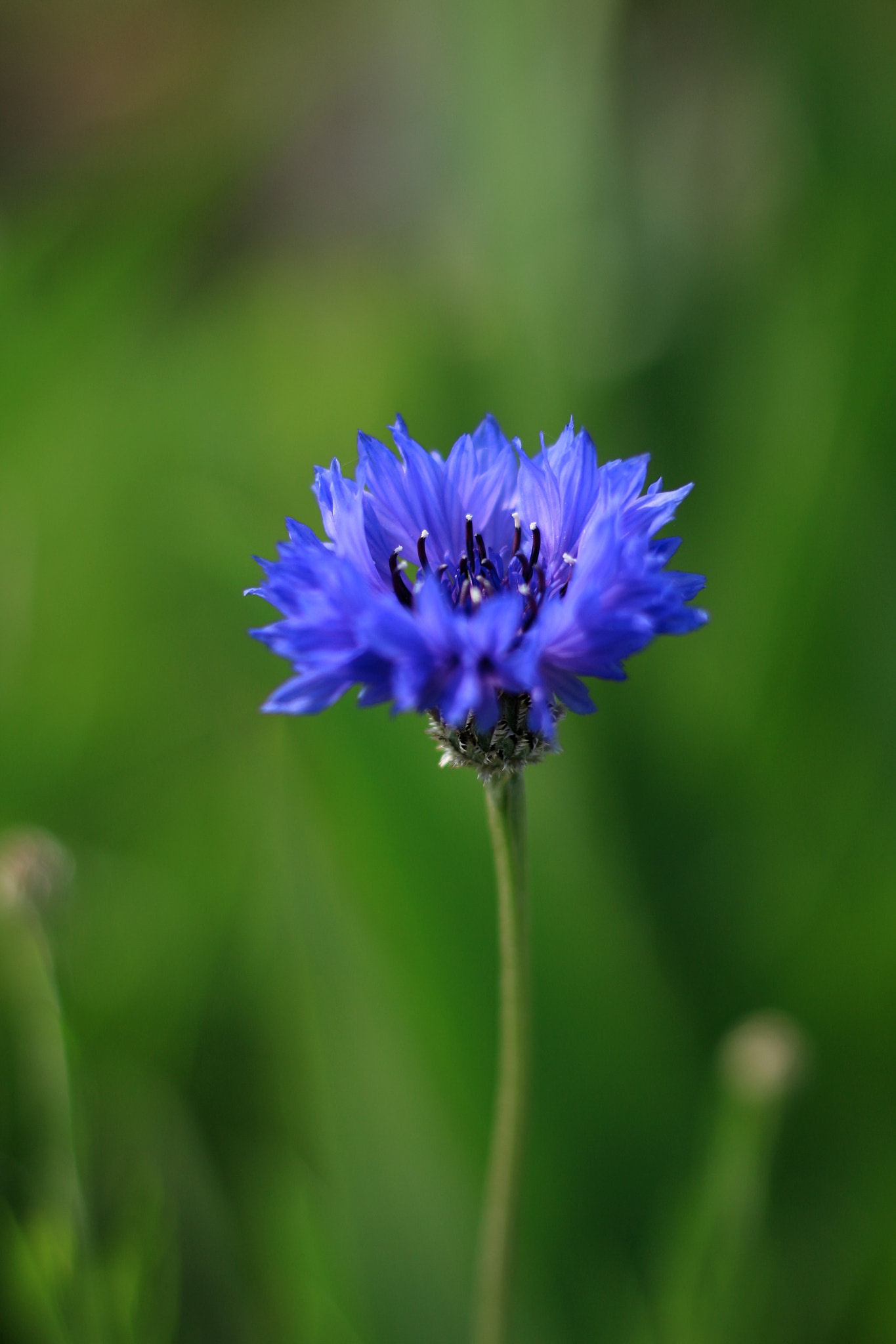 Canon EOS M + Canon EF 50mm F1.8 STM sample photo