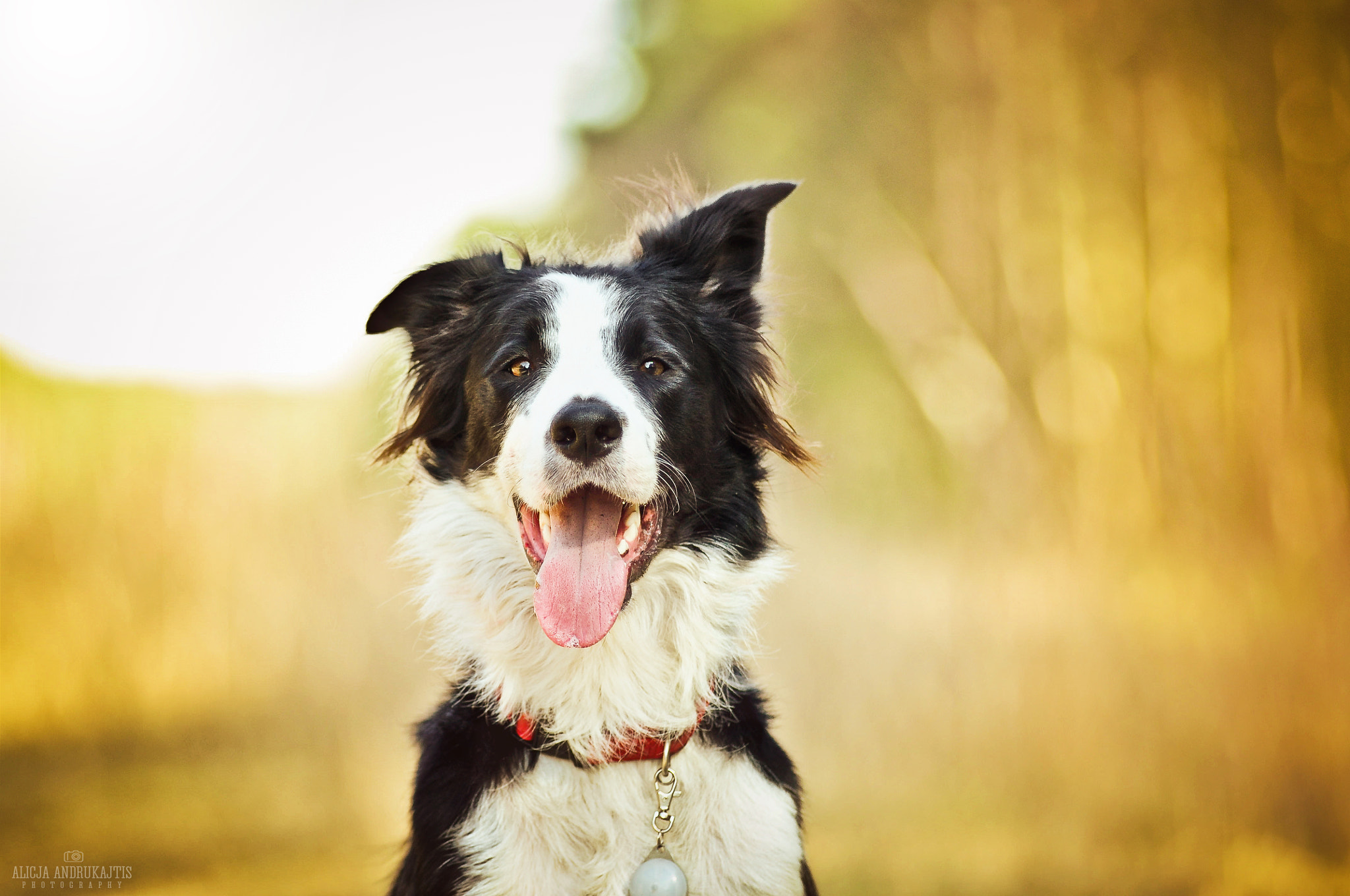 AF Zoom-Nikkor 80-200mm f/2.8 ED sample photo. Happy dog photography