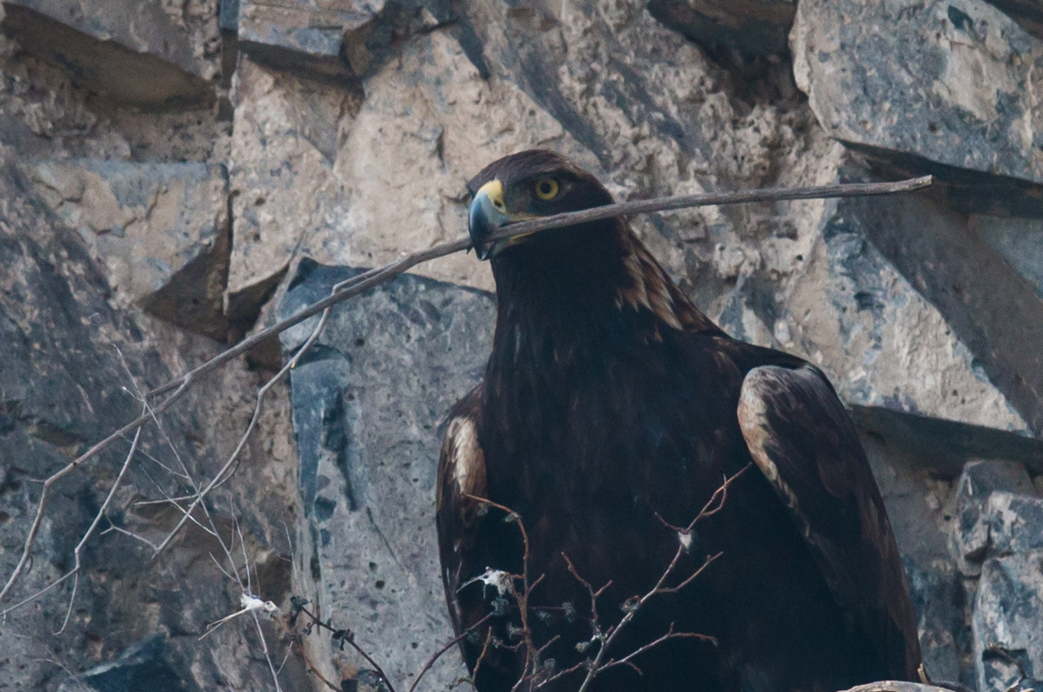 Canon EOS 70D + Canon EF 600mm F4L IS II USM sample photo. Golden eagle photography