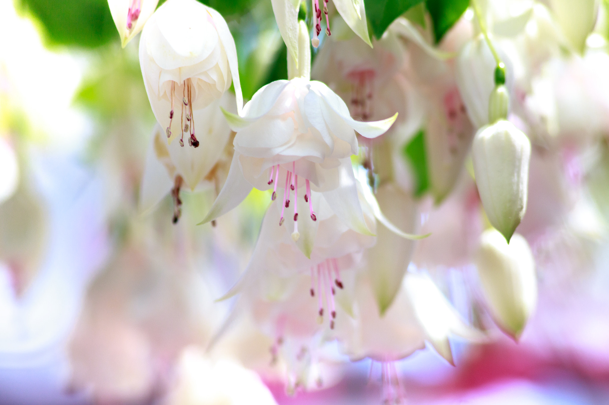 Canon EF 75-300mm F4.0-5.6 IS USM sample photo. Fuchsia photography