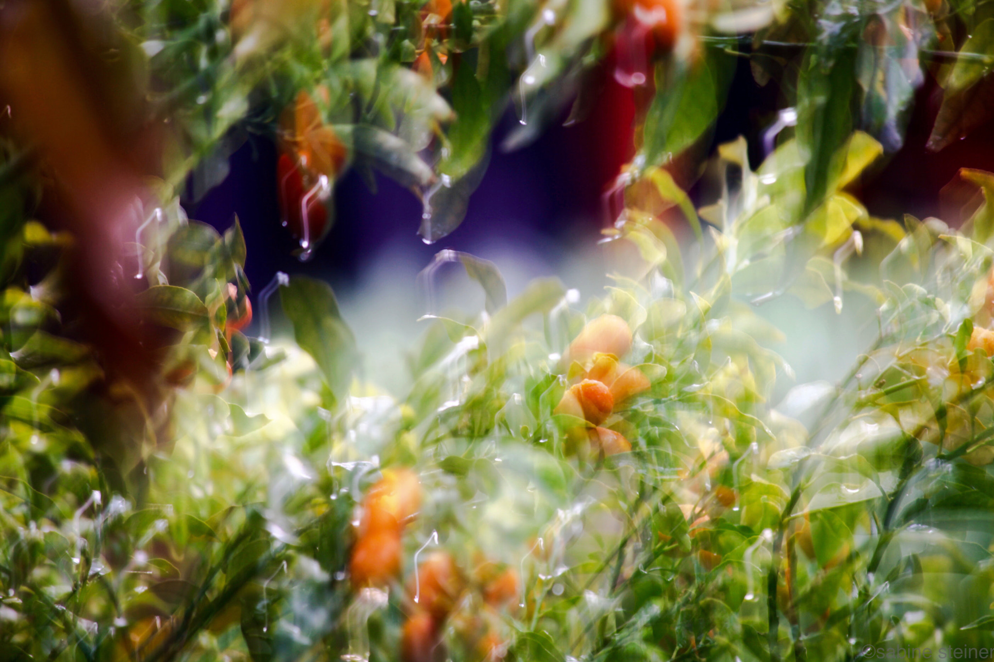 Canon EF 70-300mm F4-5.6 IS USM sample photo. Garden photography