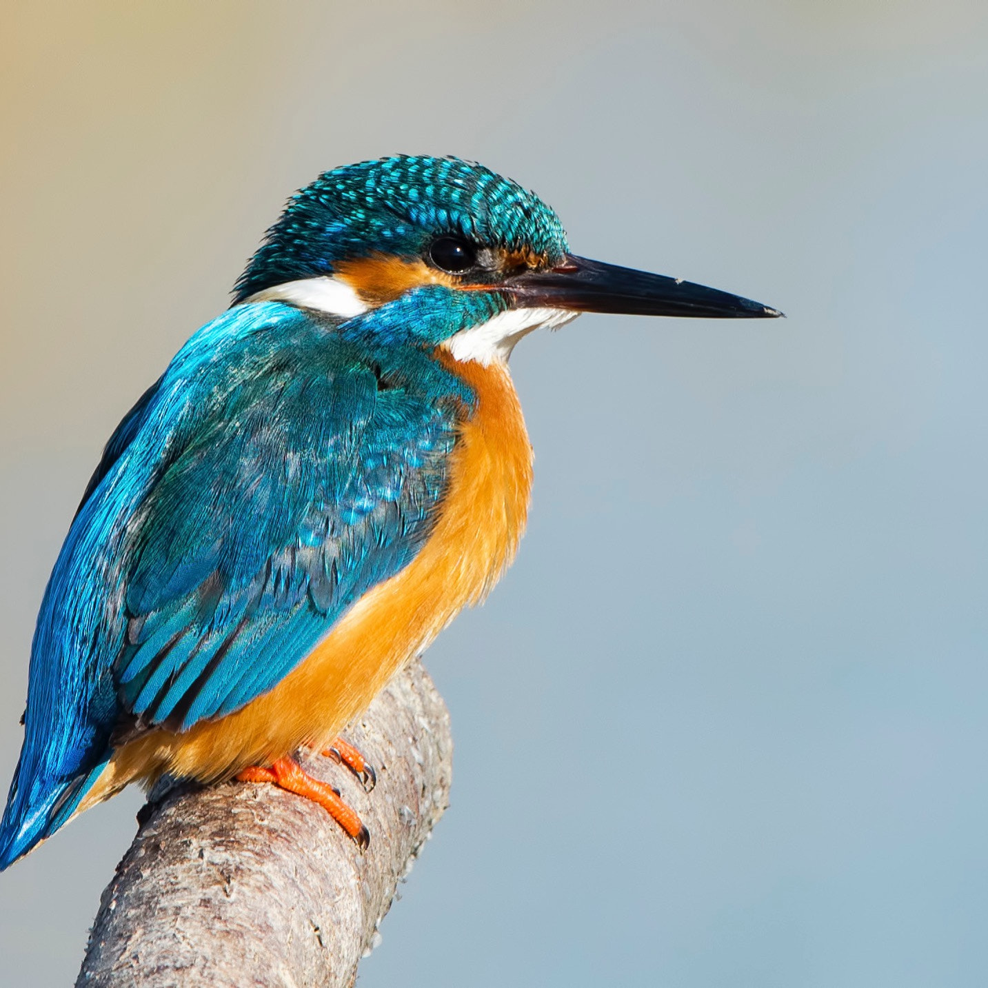 Nikon Nikkor AF-S 300mm F4E PF ED VR sample photo. Common kingfisher 2016 tuzla adana turkey photography