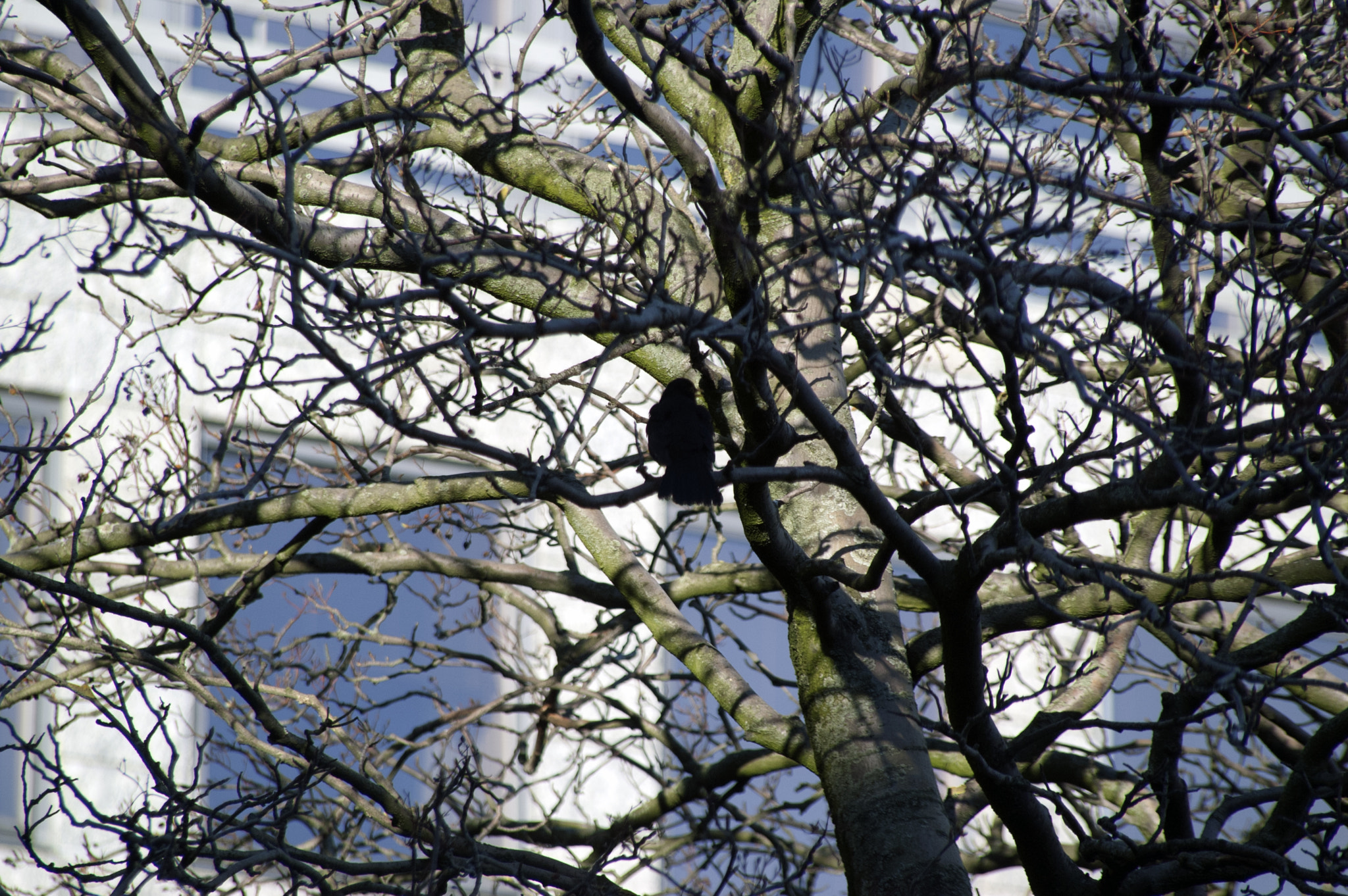 KONICA MINOLTA MAXXUM 5D sample photo. A bird on a branch photography