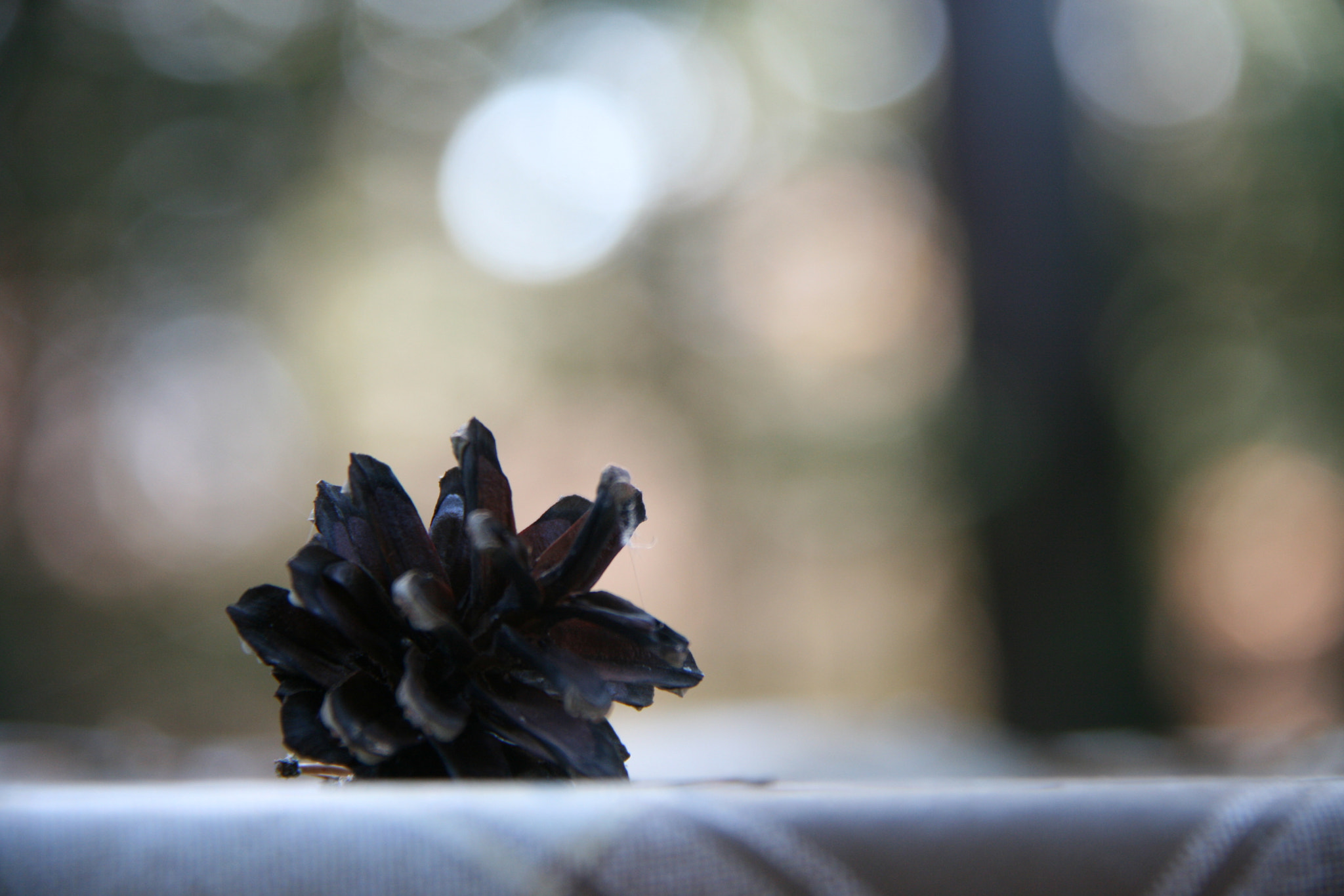 Canon EOS 400D (EOS Digital Rebel XTi / EOS Kiss Digital X) sample photo. Fir cone photography