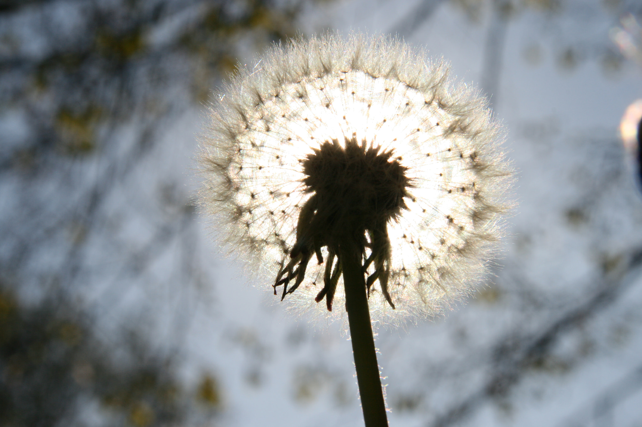 Canon EOS 400D (EOS Digital Rebel XTi / EOS Kiss Digital X) sample photo. Make a wish photography