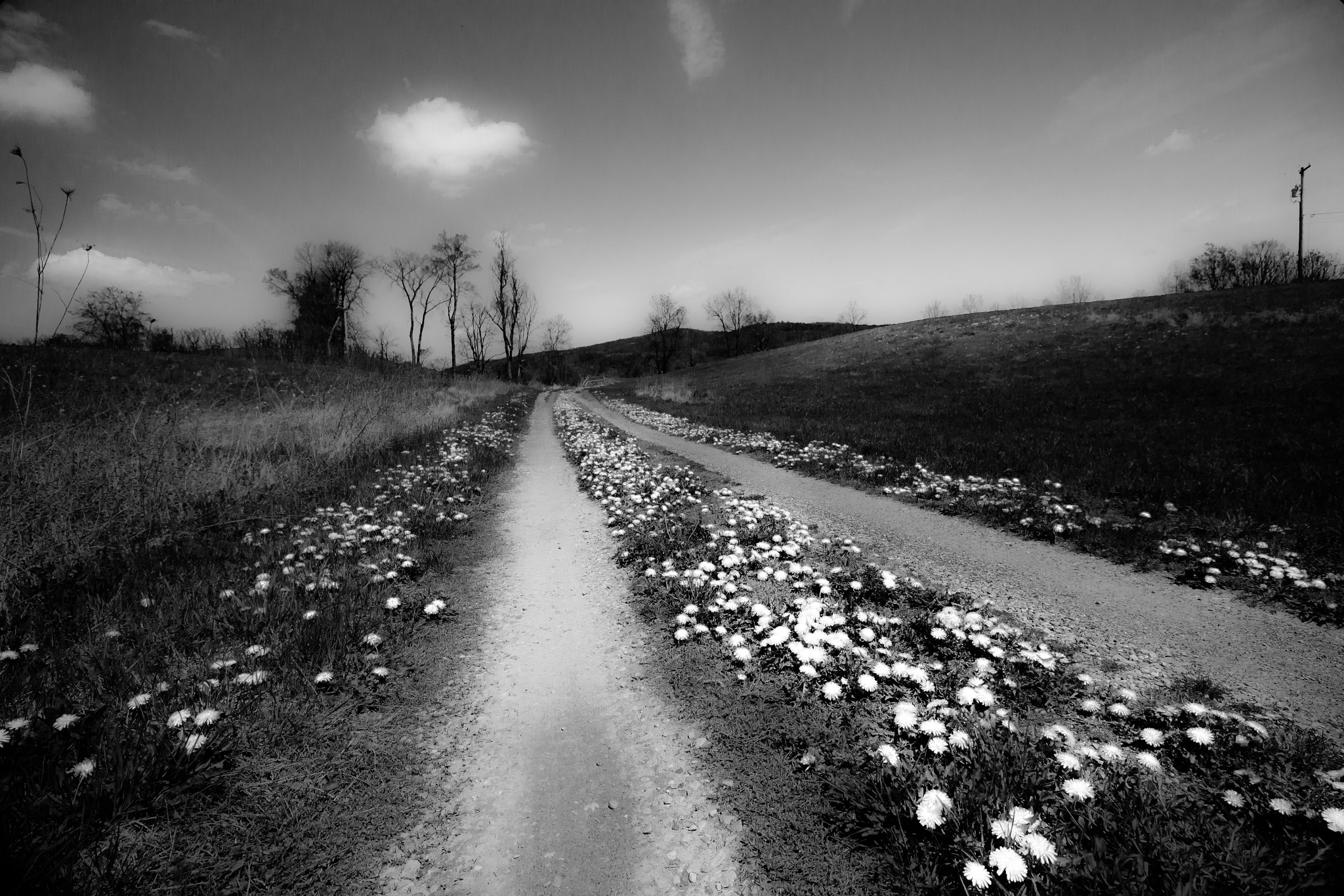 Canon EF-S 10-18mm F4.5–5.6 IS STM sample photo. Dandelion lane photography