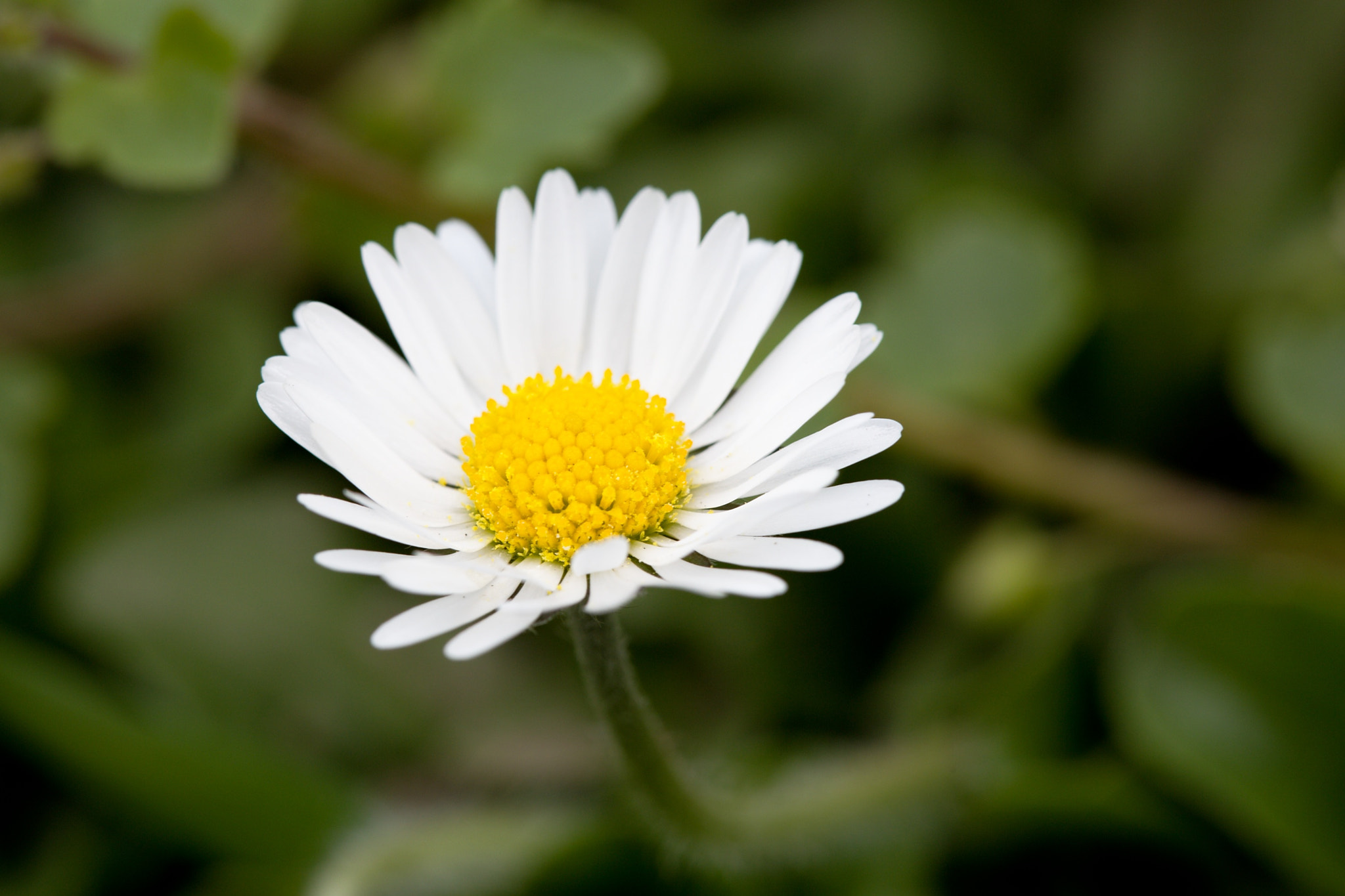 Canon EOS 6D + Canon EF 100mm F2.8 Macro USM sample photo. Daisy photography