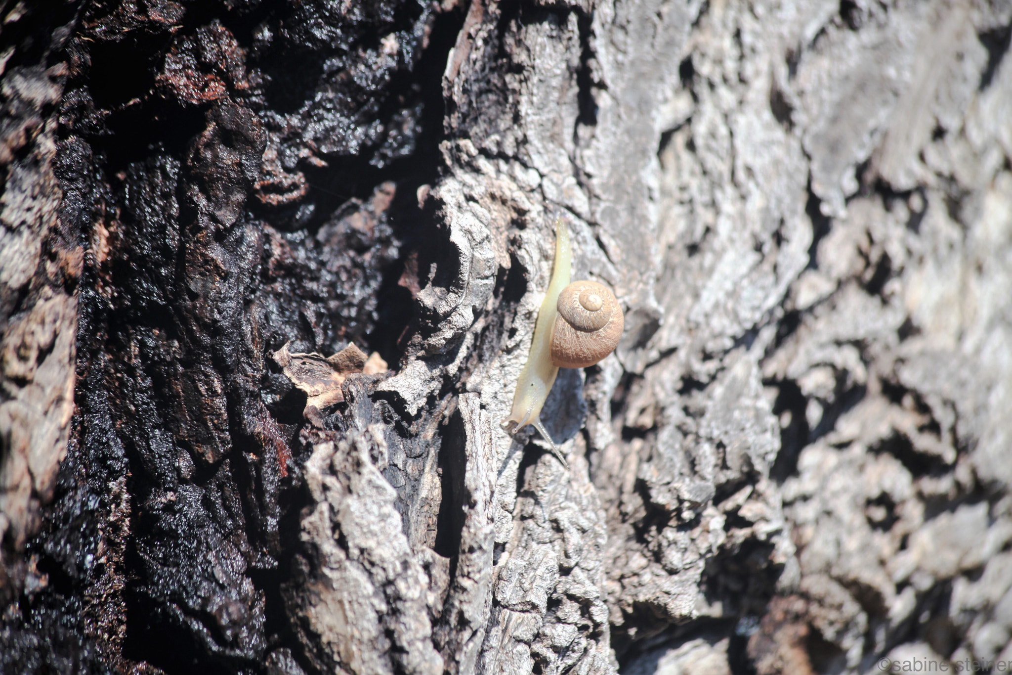 Canon EF 70-300mm F4-5.6 IS USM sample photo. Escargot on trip :) photography