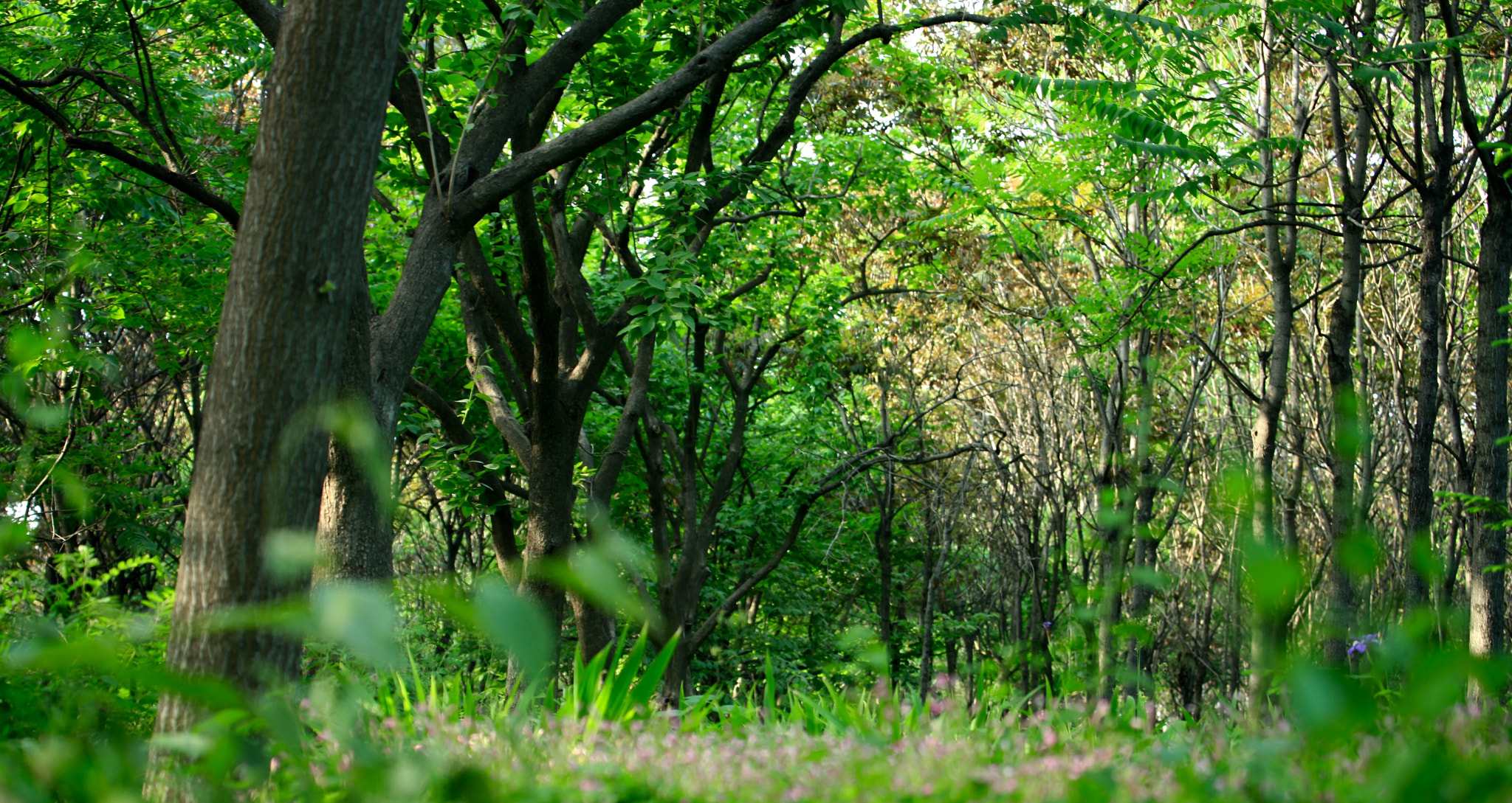 Canon EF 70-300mm F4-5.6L IS USM sample photo. 绿韵 photography