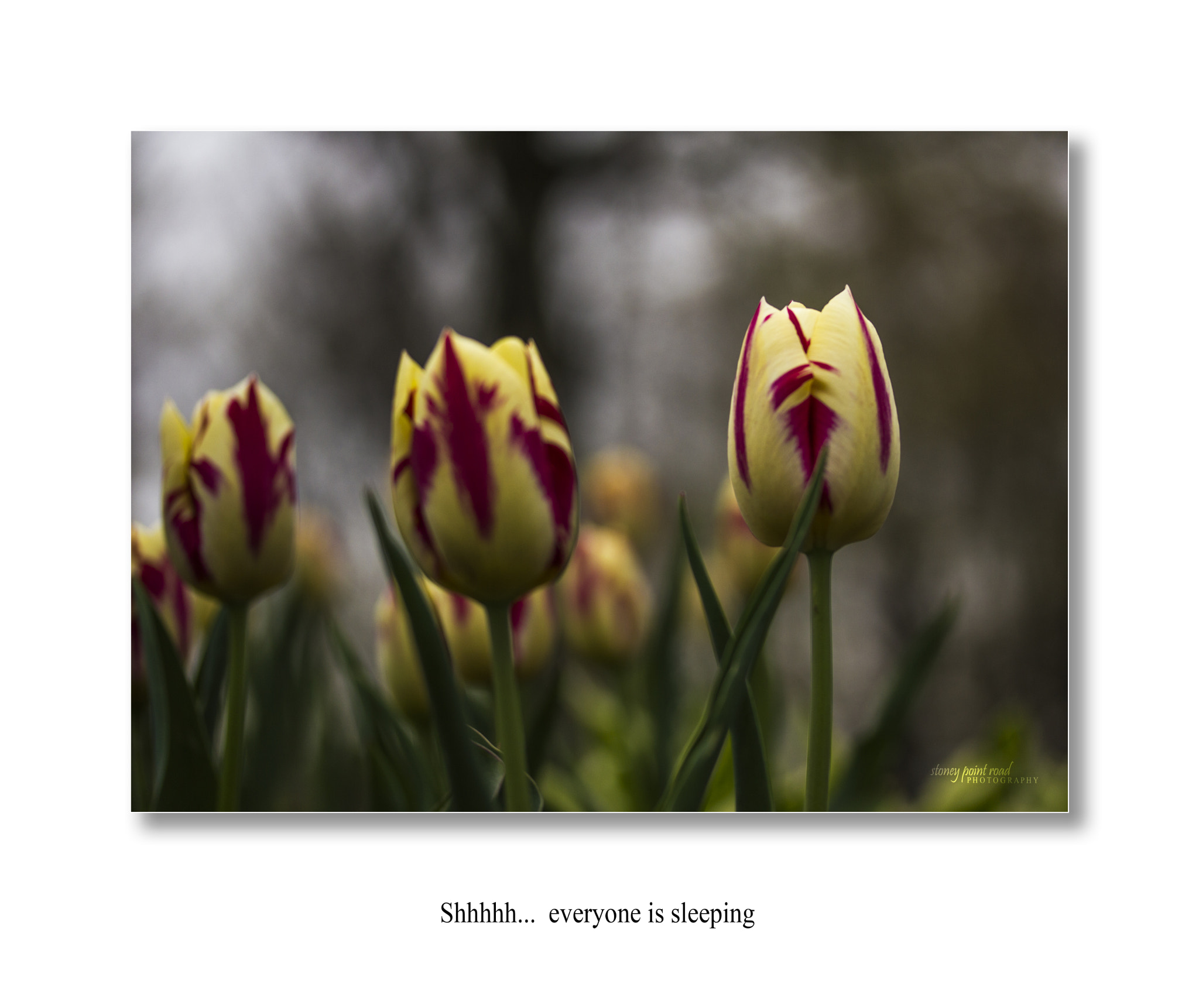 Canon EF-S 60mm F2.8 Macro USM sample photo. Shhhh photography