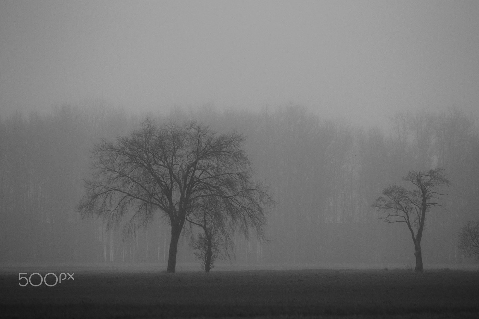 Sigma 150-600mm F5-6.3 DG OS HSM | C sample photo. In the fog photography