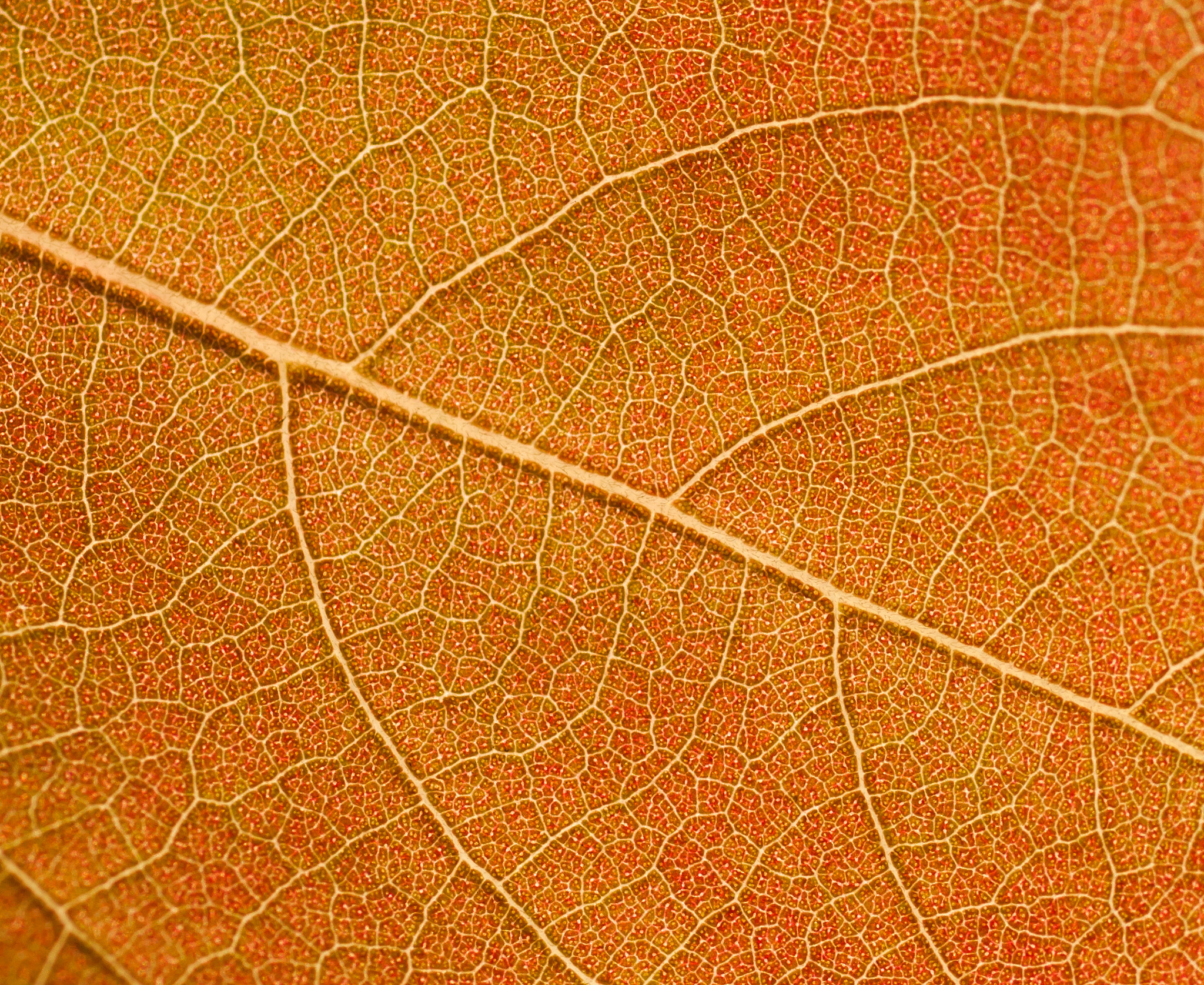 ZEISS Makro-Planar T* 100mm F2 sample photo. Leaf details photography