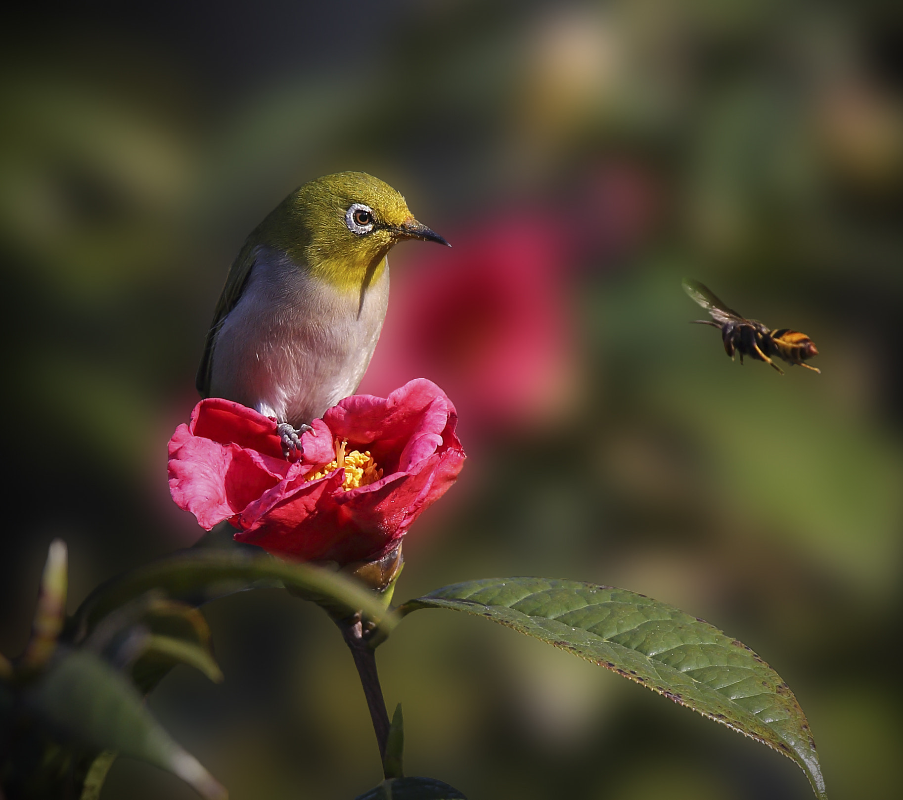 Canon EF 300mm F2.8L IS USM sample photo. 蓄势待发 photography
