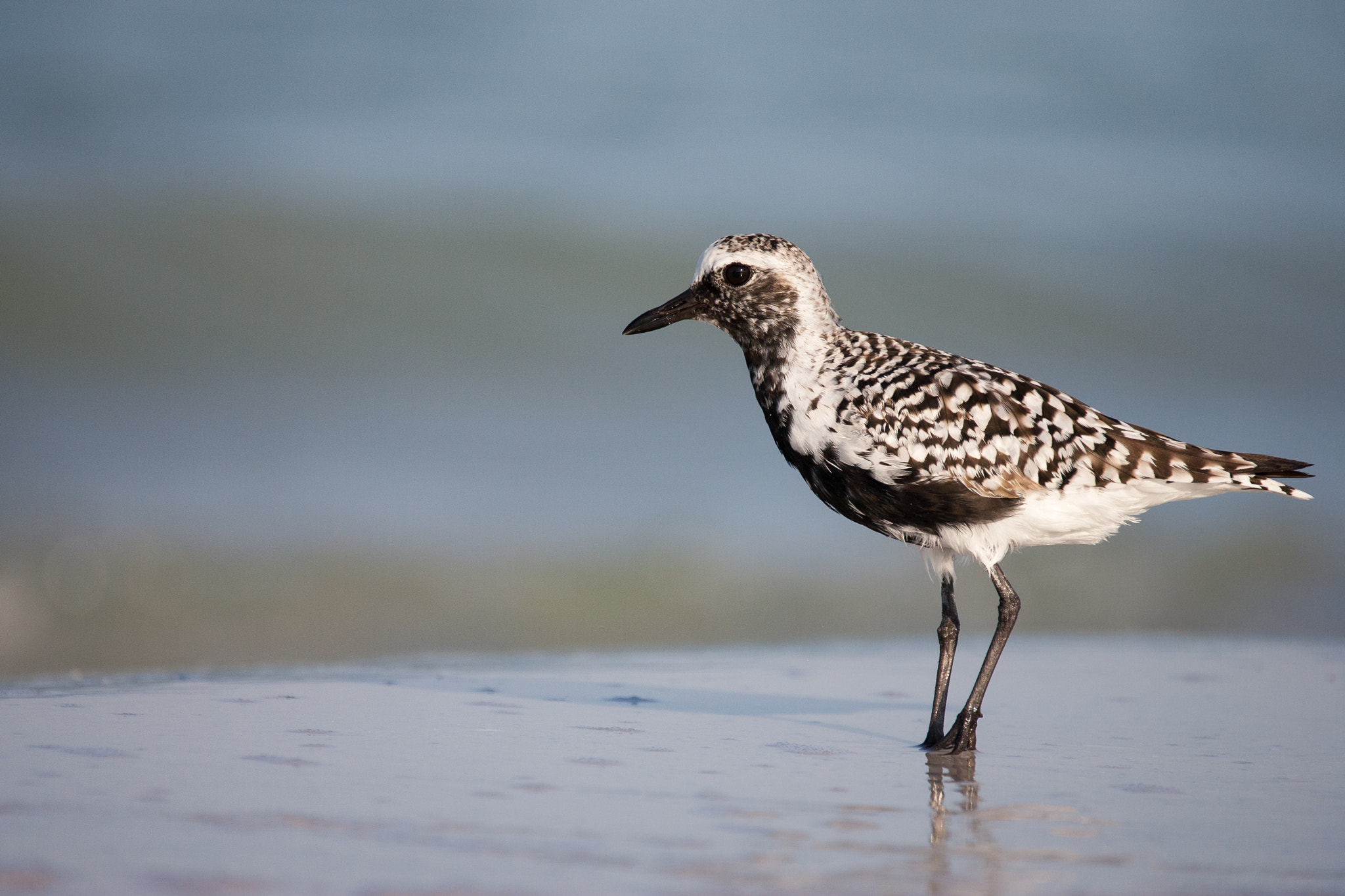 Canon EOS-1D Mark II + Sigma 150-600mm F5-6.3 DG OS HSM | C sample photo. Black bellied plover photography