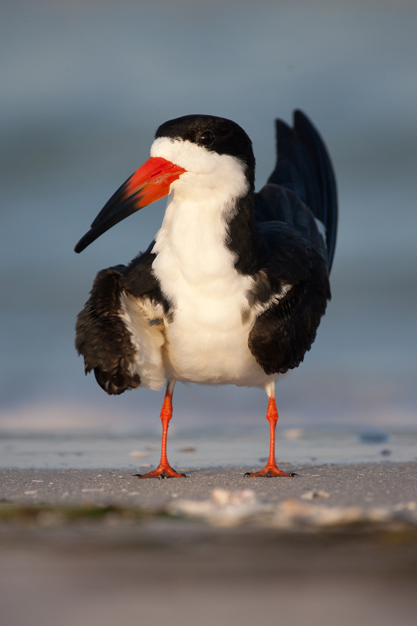 Canon EOS-1D Mark II sample photo. Portrait of a black skimmer photography