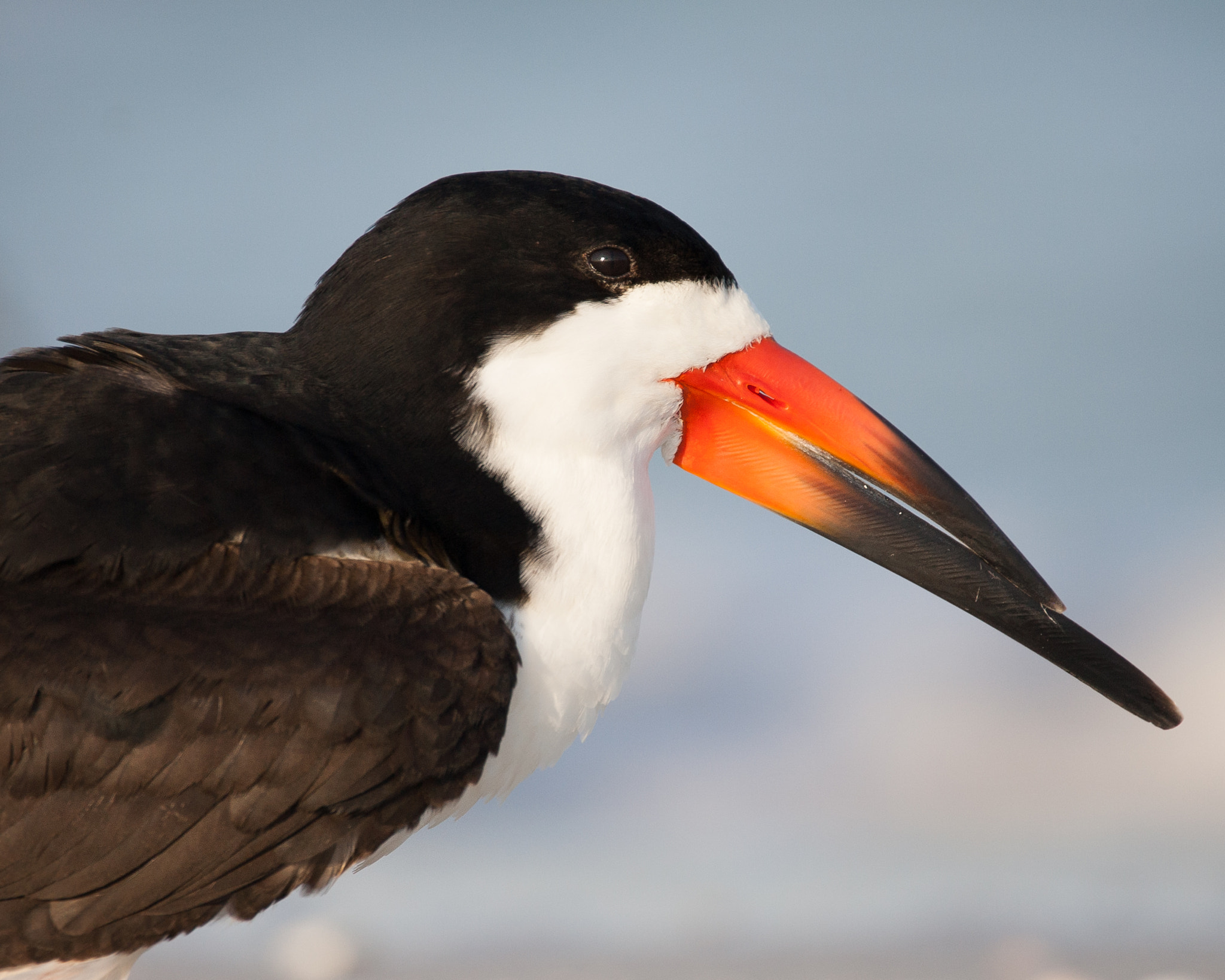 Canon EOS-1D Mark II sample photo. Portrait of a black skimmer (2) photography