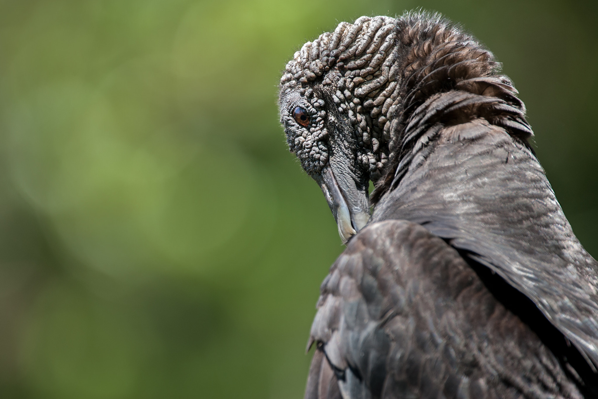 Canon EOS-1D Mark II sample photo. Black vulture photography