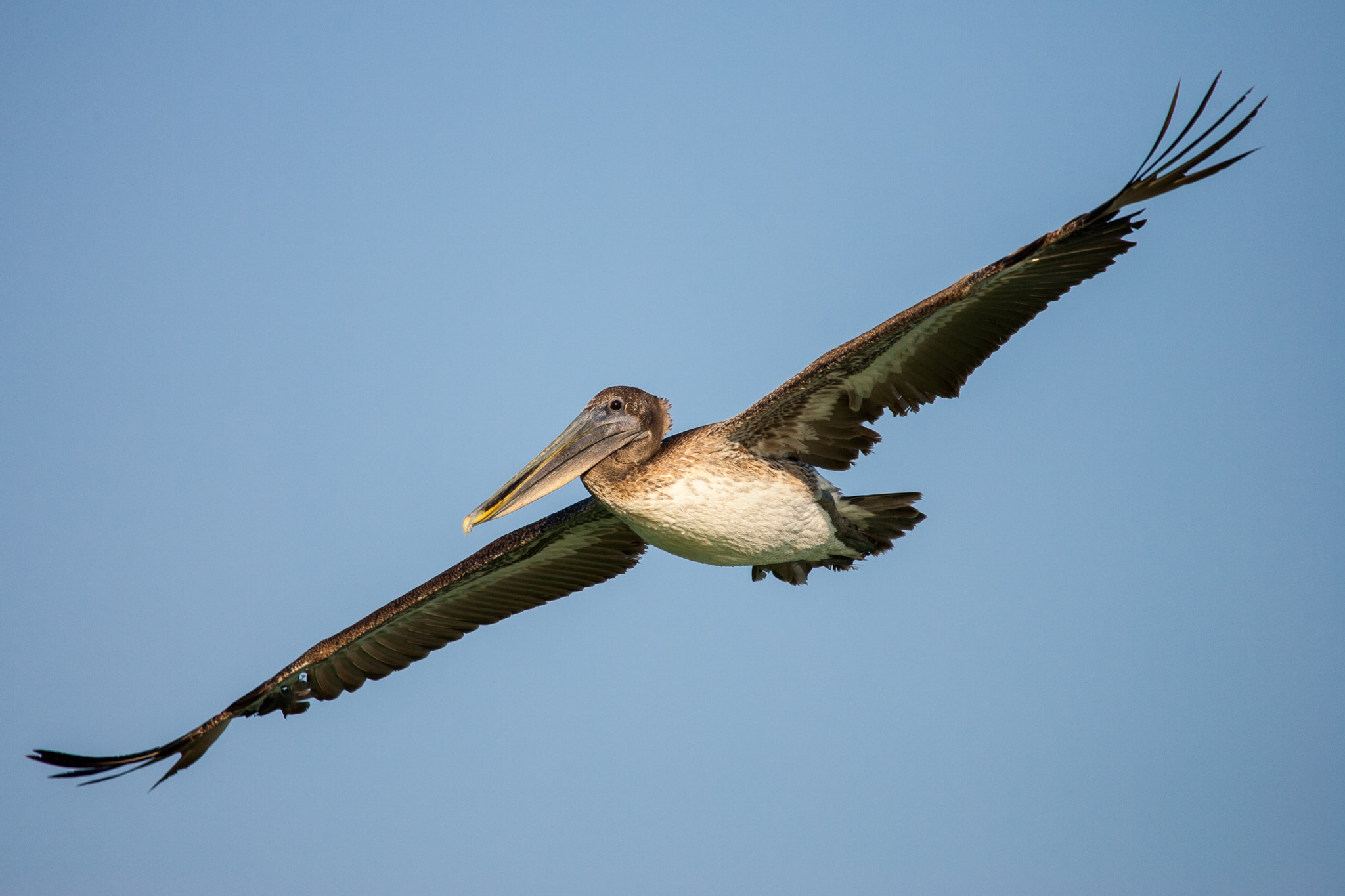 Canon EOS-1D Mark II sample photo. Brown pelican photography