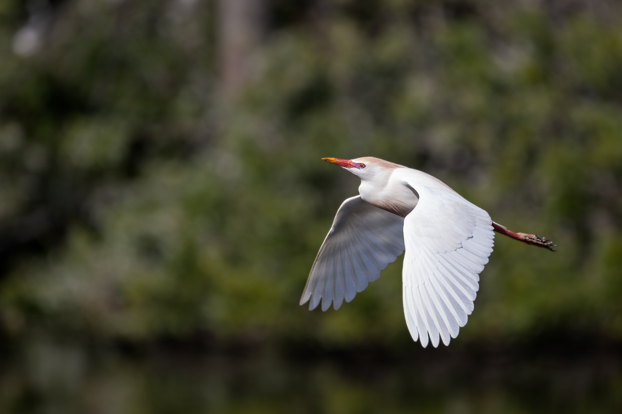 Canon EOS-1D Mark II sample photo. Cattle egret photography